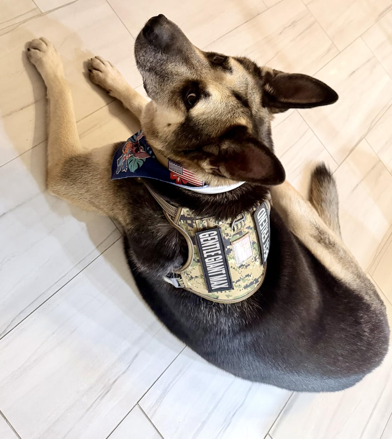 AUROTH Tactical Pet Harness for Large Dogs No Pull Adjustable, Reflective K9 Working Training Easy Control Vest Military fpr Service Dog Desert Camo L customer photo 1