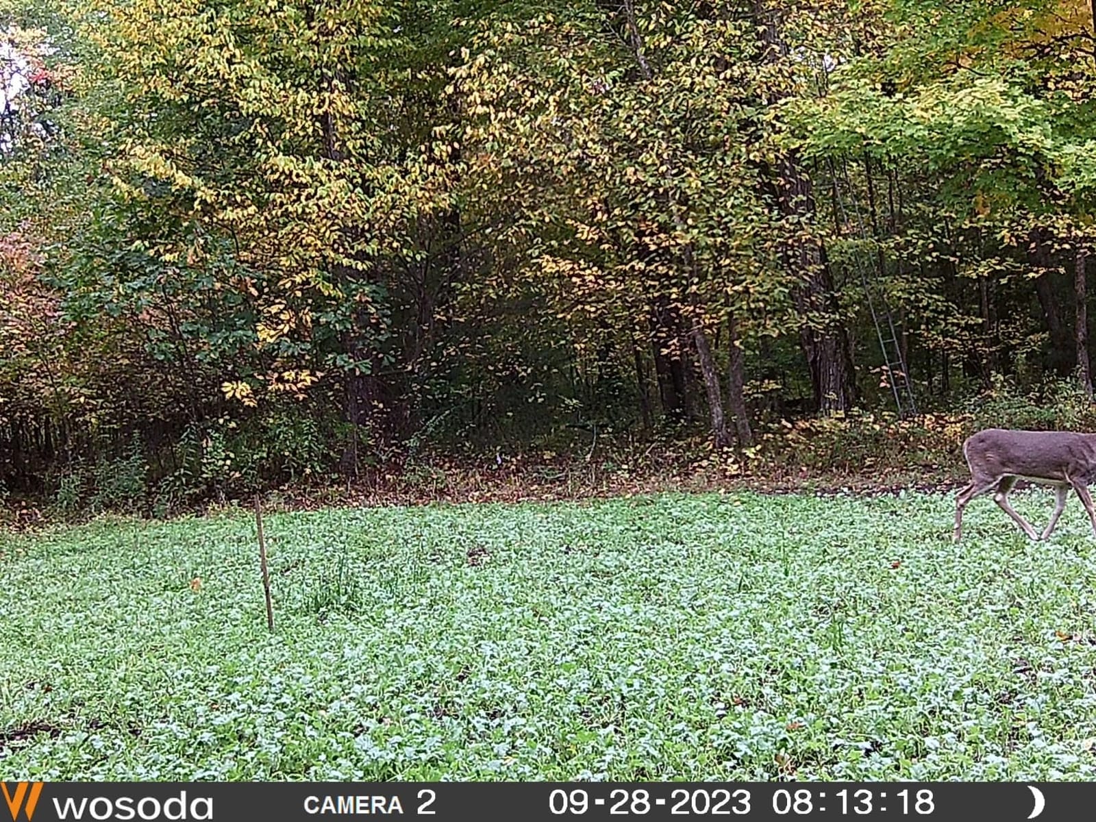 WOSODA 2 Pack Trail Cameras with Night Vision Motion Activated Waterproof,48MP Game Camera,1080P HD Trail Cam with SD Card for Wildlife Monitoring,Outdoor Scouting & Security(Non-WiFi) customer photo 1