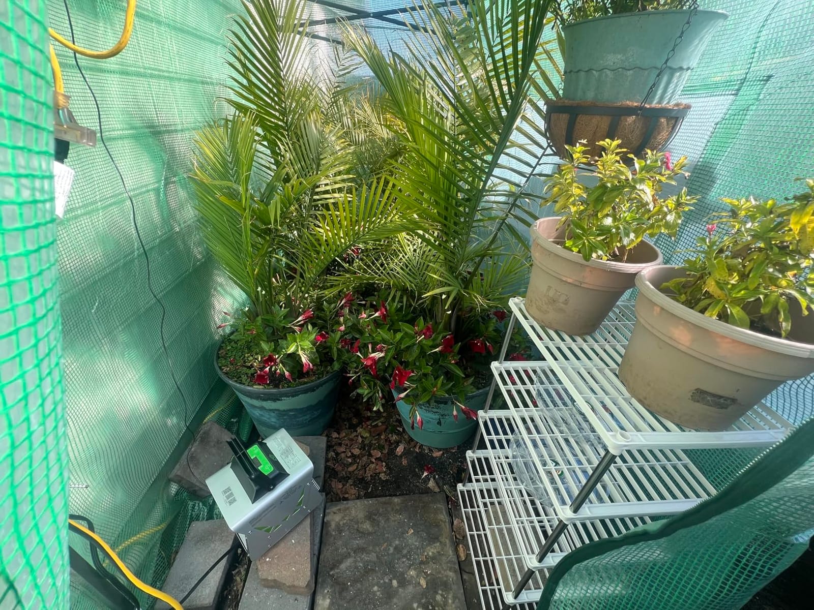 EAGLE PEAK 8x6 Easy Setup Pop Up Greenhouse, Clear/Green customer photo 2