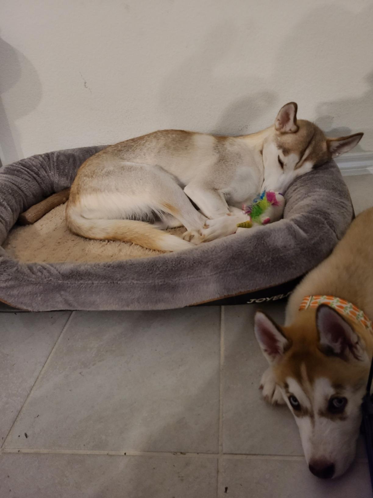 JOYELF XLarge Memory Foam Dog Bed, Orthopedic Dog Bed & Sofa with Removable Washable Cover and Squeaker Toy as Gift customer photo 2