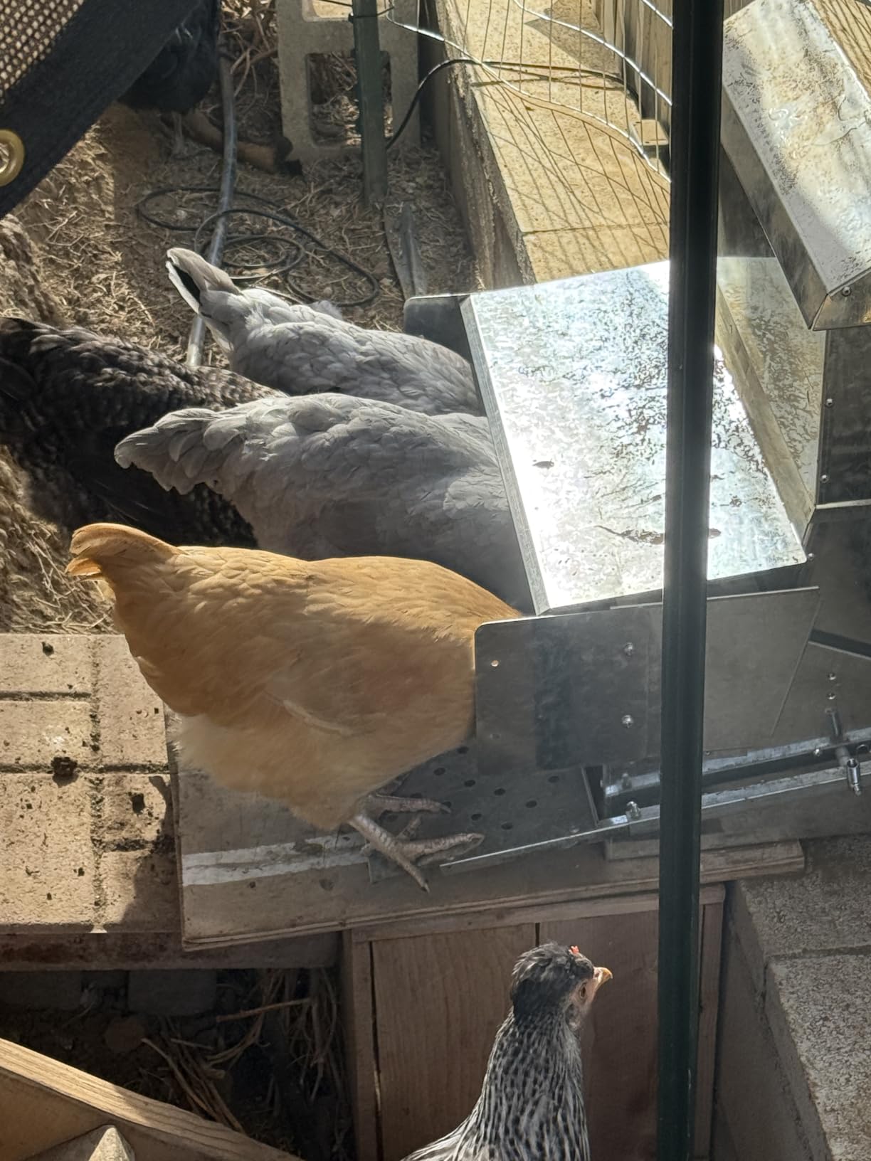 RentACoop Automatic Treadle Chicken Feeder, Rat Proof No Waste, 40 lb customer photo 1