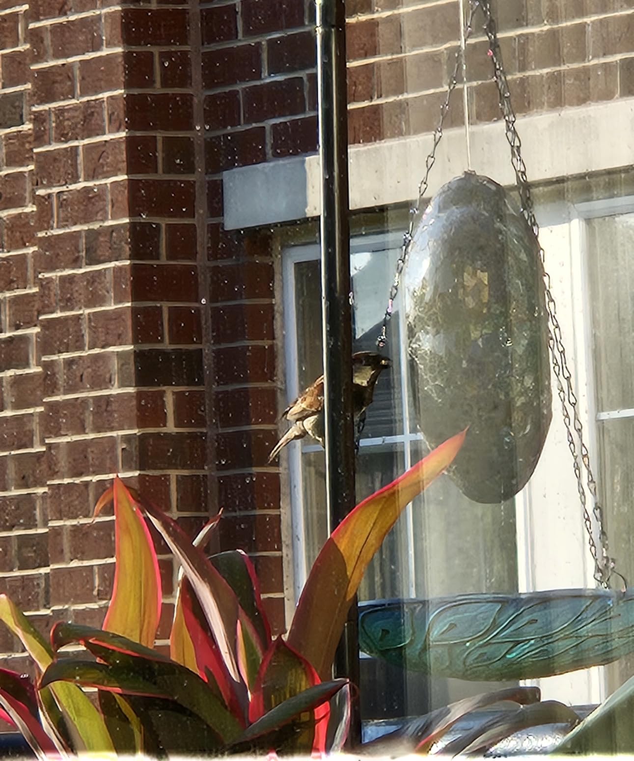 MUMTOP Hanging Glass Bird Bath Peacock Outdoor Birdfeeder Garden Yard Decor customer photo 2