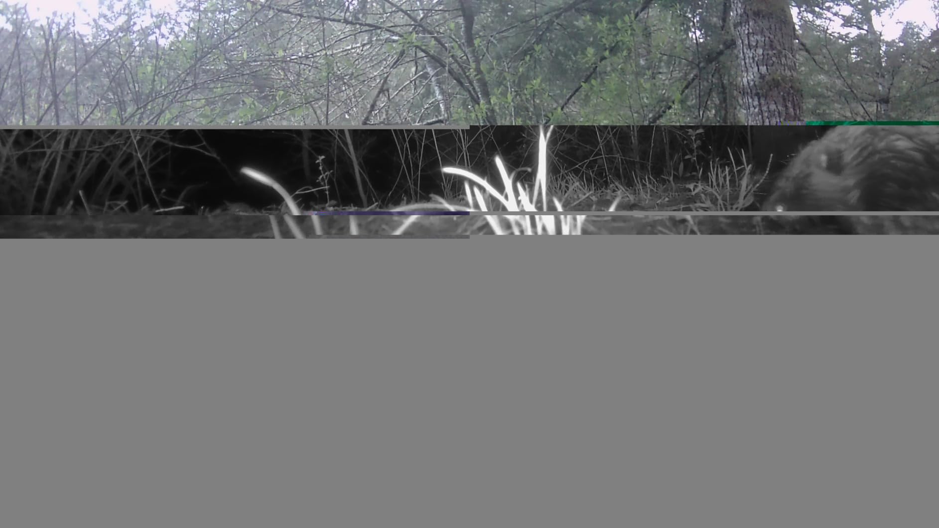 GardePro A3S Trail Camera, 64MP Photo, 1296P HD Video with Sound customer photo 2