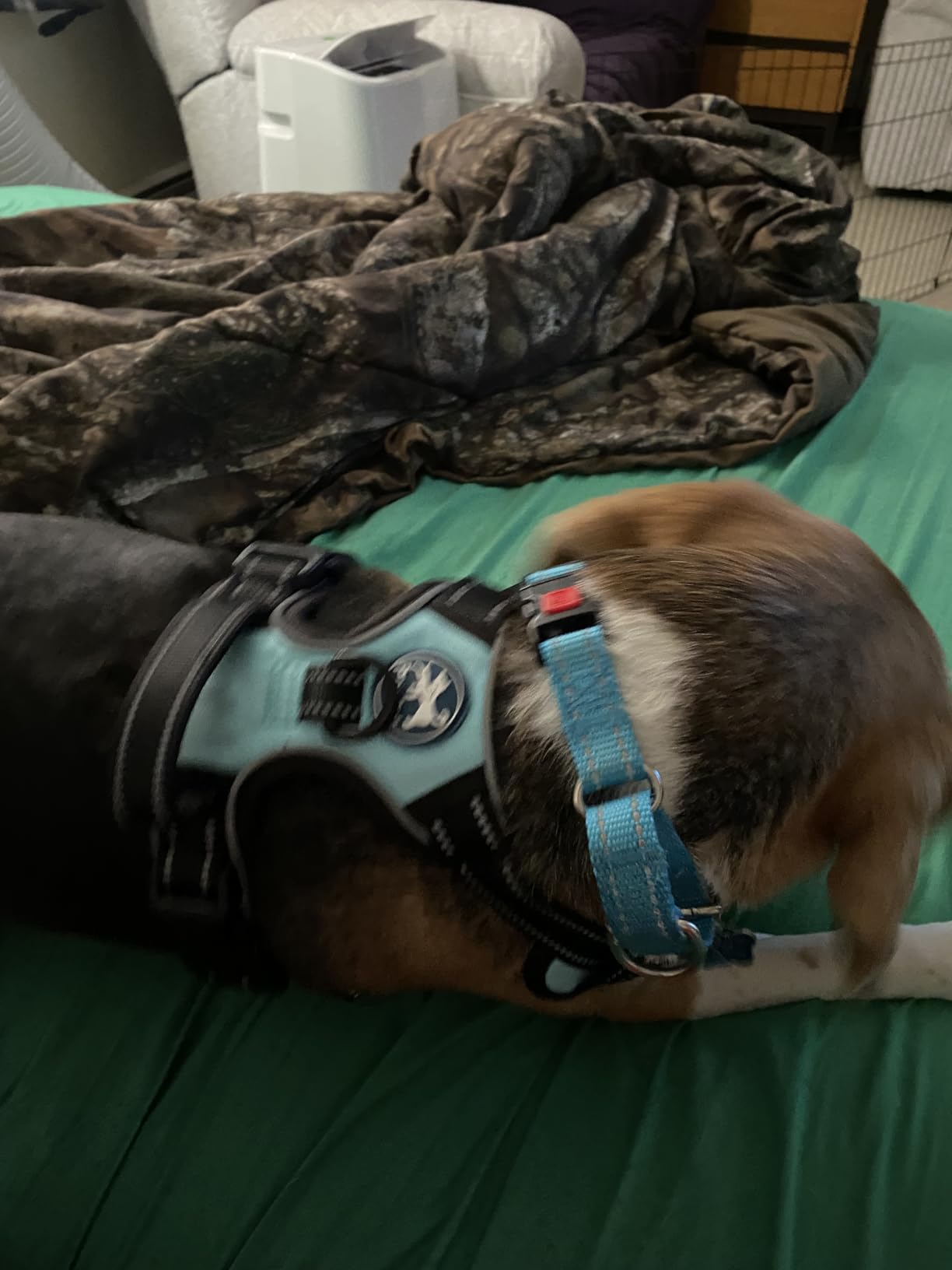 PoyPet No Pull Dog Harness Medium, Reflective Vest with Front Clip & Handle customer photo 2