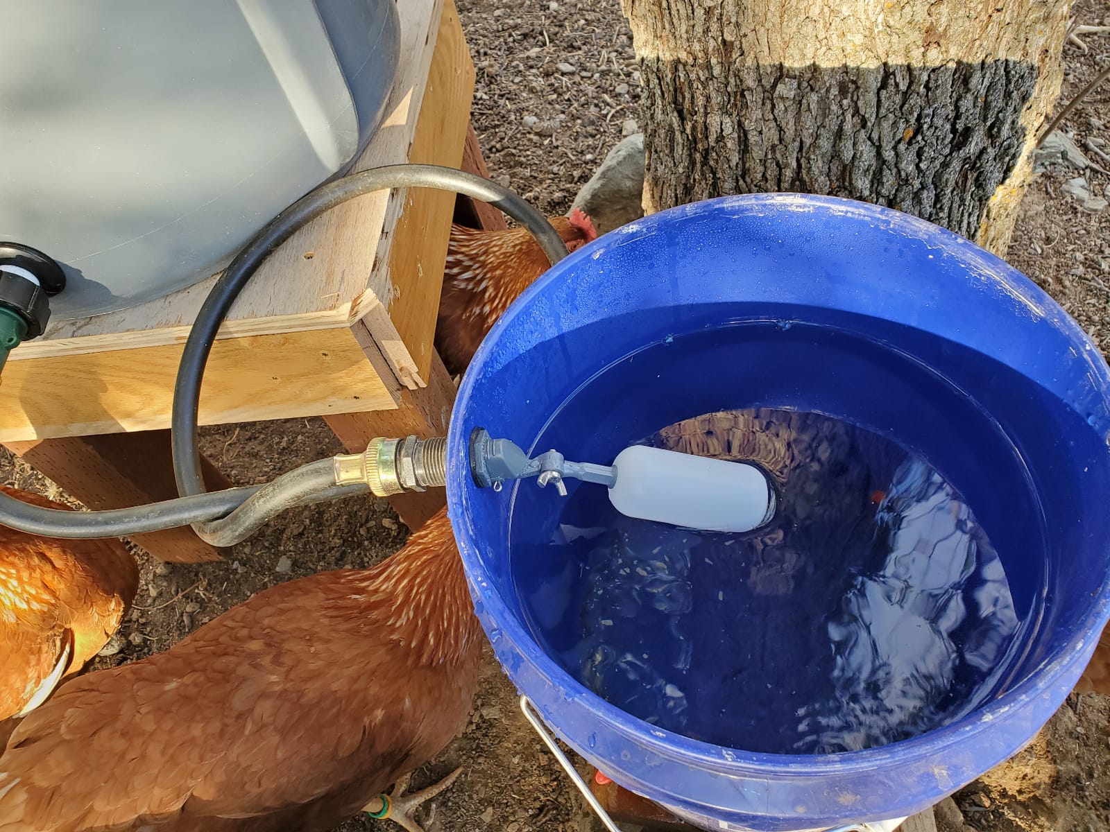 Doublewood 20Pcs Chicken Nipples Horizontal Side Mount Poultry Water Nipple Waterer Drinker Outdoors for Chicken Ducks Quail and Other Poultry (20) customer photo 2
