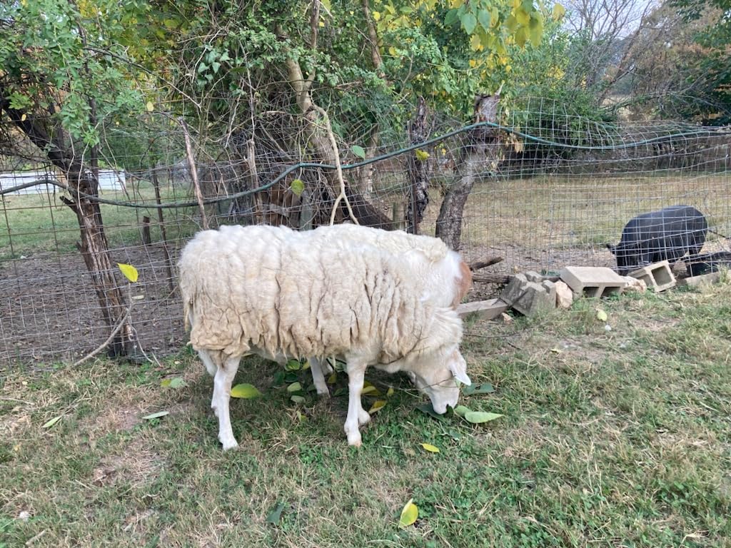 BEETRO 500W Electric Professional Sheep Shears, Animal Grooming Clippers for Sheep Alpacas Goats and More, 6 Speeds Heavy Duty Farm Livestock Haircut customer photo 1