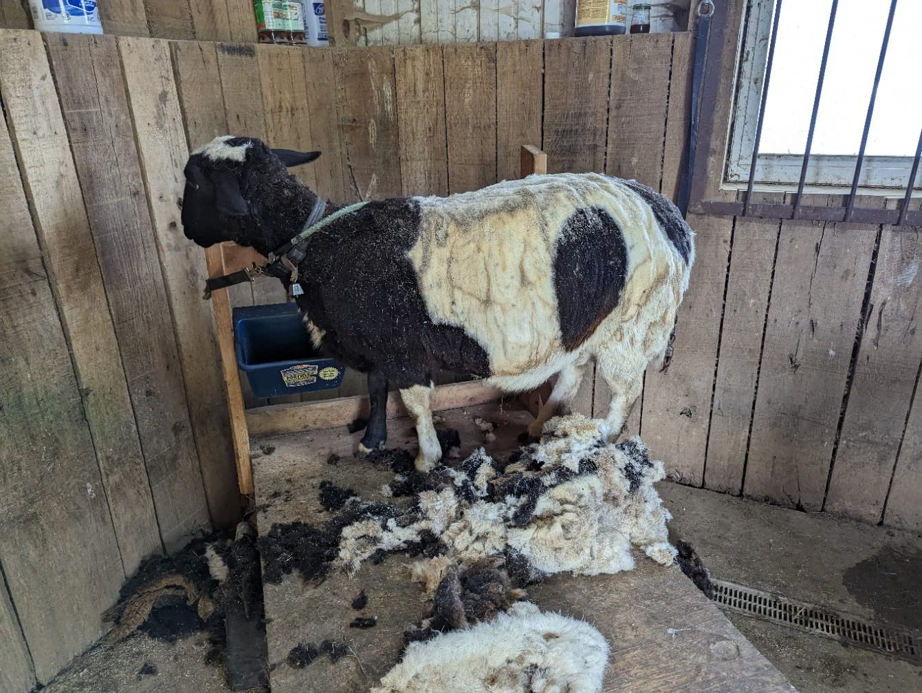 BEETRO 500W Electric Professional Sheep Shears, Animal Grooming Clippers for Sheep Alpacas Goats and More, 6 Speeds Heavy Duty Farm Livestock Haircut customer photo 2