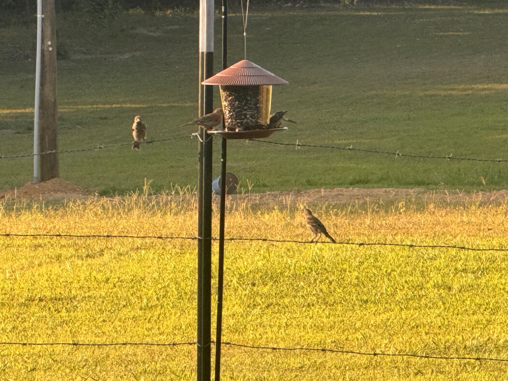 Hanizi Bird Feeder Outdoor Hanging for Wild Bird Seed, Brown customer photo 1