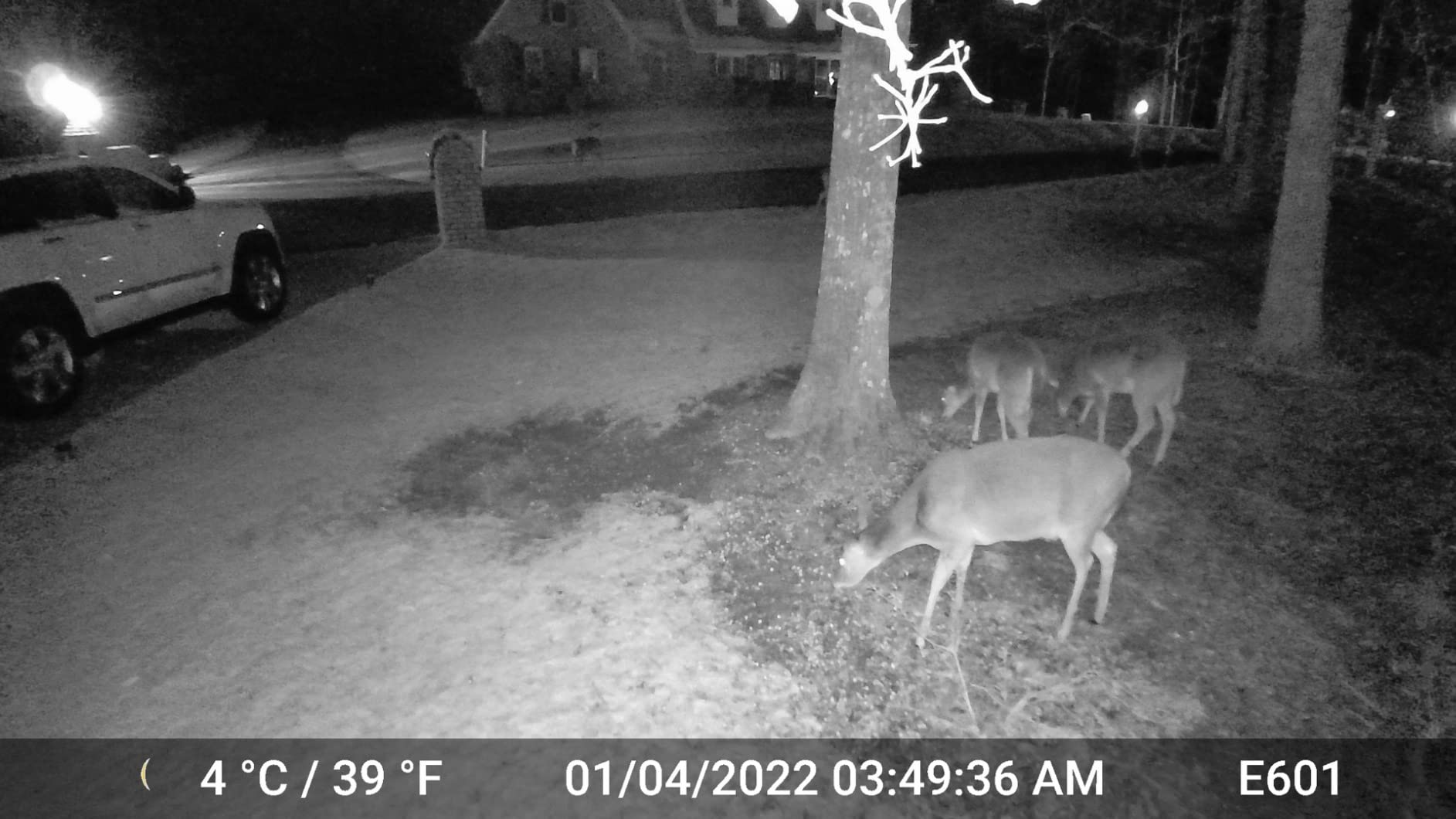 GardePro E6 WiFi Trail Camera, Stable WiFi with External Antenna | On-Site App Viewing, HD Video with Sound, No-Glow Night Vision, Motion Activated, Non-Cellular customer photo 2