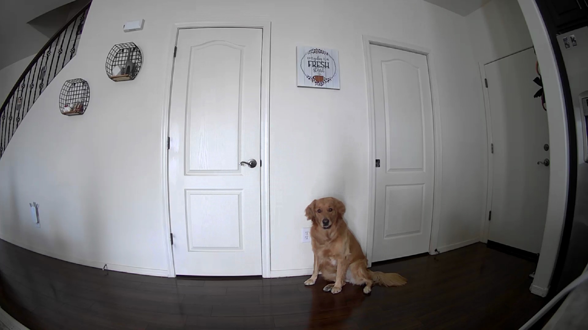 Petcube Bites 2 Lite - WiFi Pet Camera with Treat Dispenser & App customer photo 1