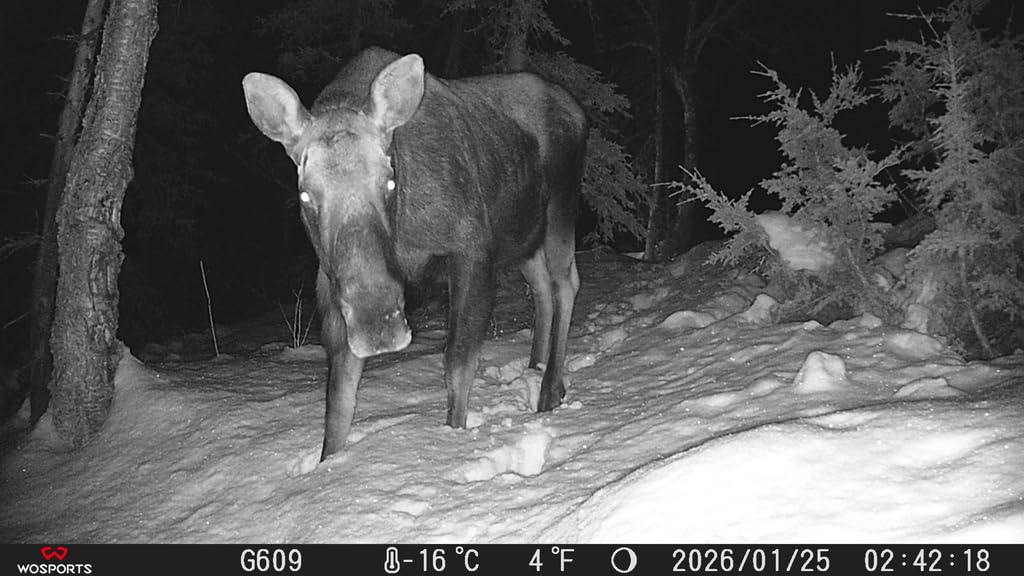 WOSPORTS Trail Camera(Non-Cellular Non-WiFi) 56MP 4K 0.2S Trigger Motion Activated,Game Camera with No-Glow Night Vision 2.0''LCD 120°Wide for Outdoor Scouting Wildlife Monitoring Home Security customer photo 1