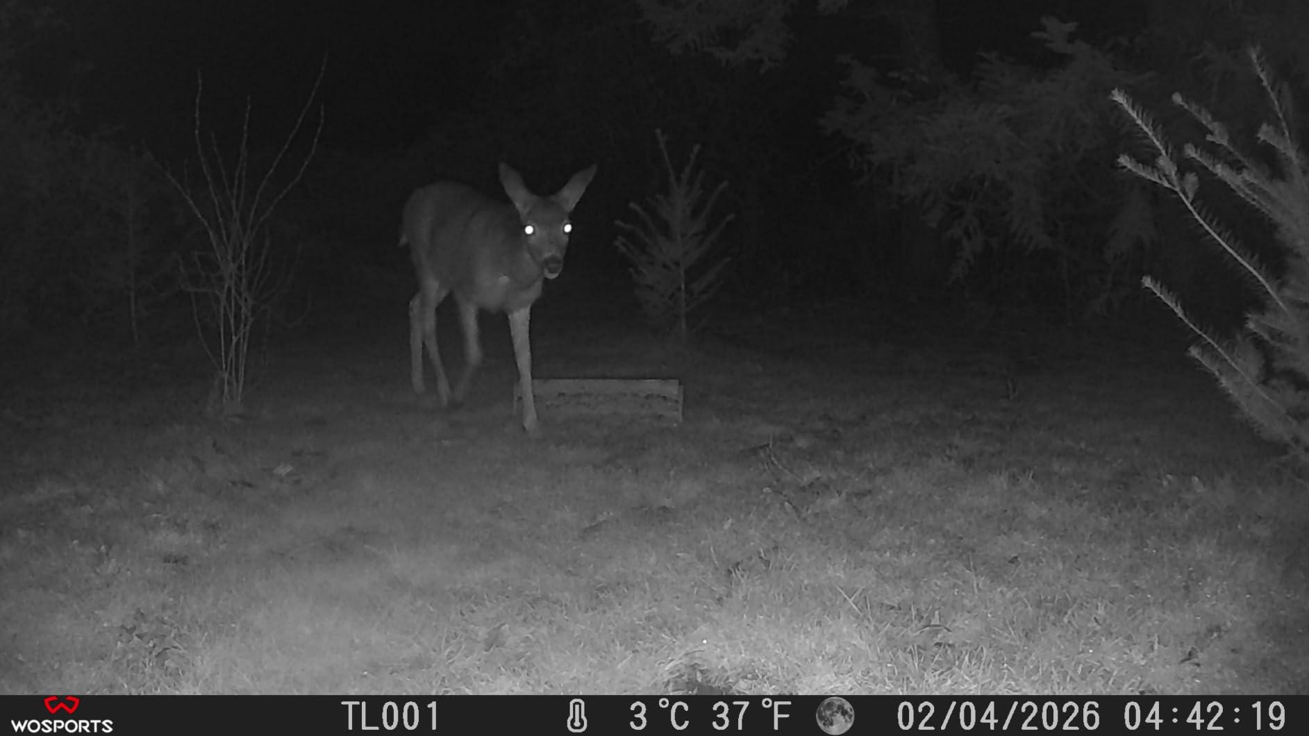 WOSPORTS Trail Camera(Non-Cellular Non-WiFi) 56MP 4K 0.2S Trigger Motion Activated,Game Camera with No-Glow Night Vision 2.0''LCD 120°Wide for Outdoor Scouting Wildlife Monitoring Home Security customer photo 2