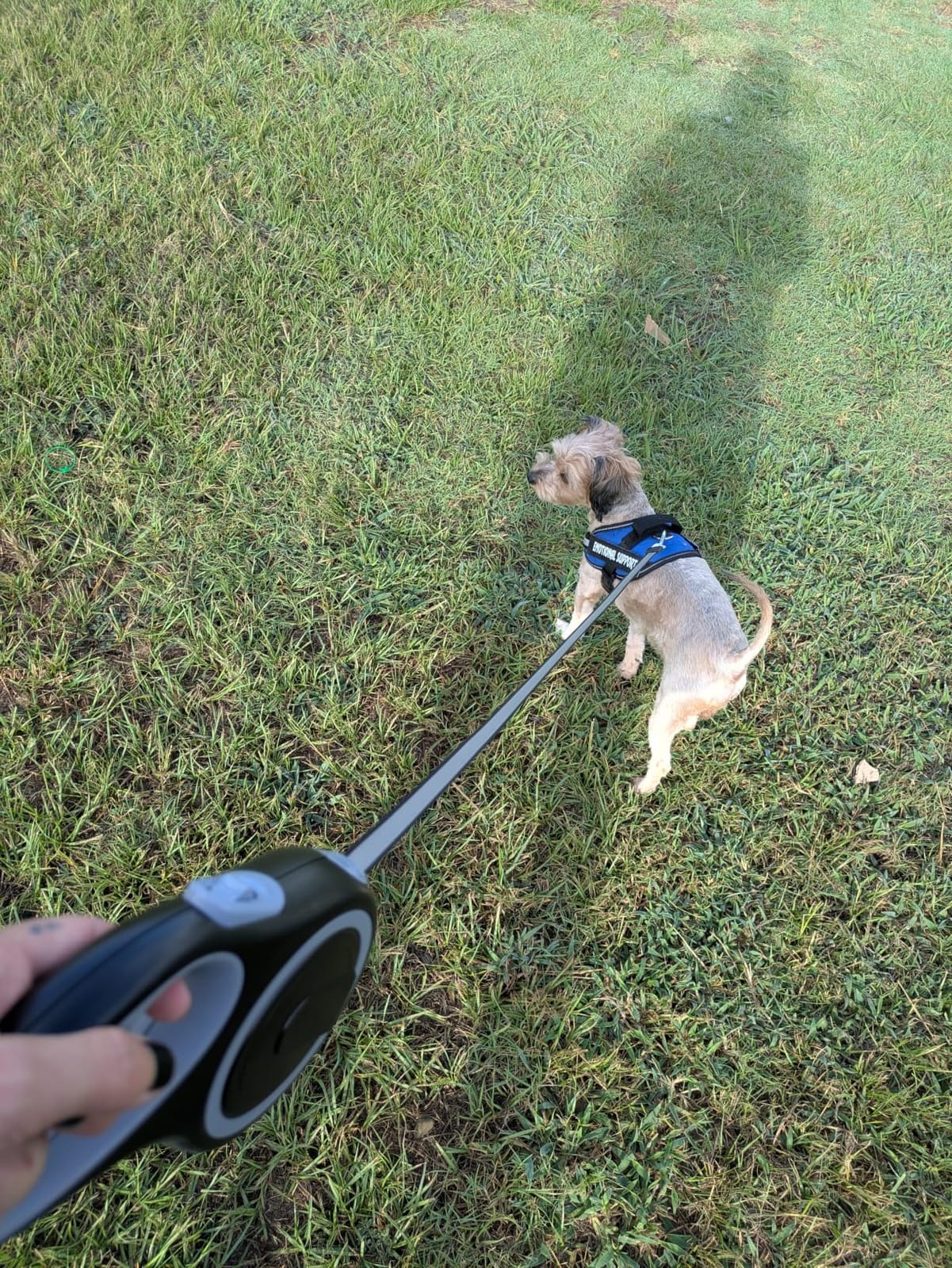 26Ft Retractable Dog Leash, Heavy Duty Great Leash for Dog up to 110 lbs, Anti-Slip Rubberized Handle, One-Handed Brake, Strong Nylon Tape, Tangle Free(Large Size). customer photo 1