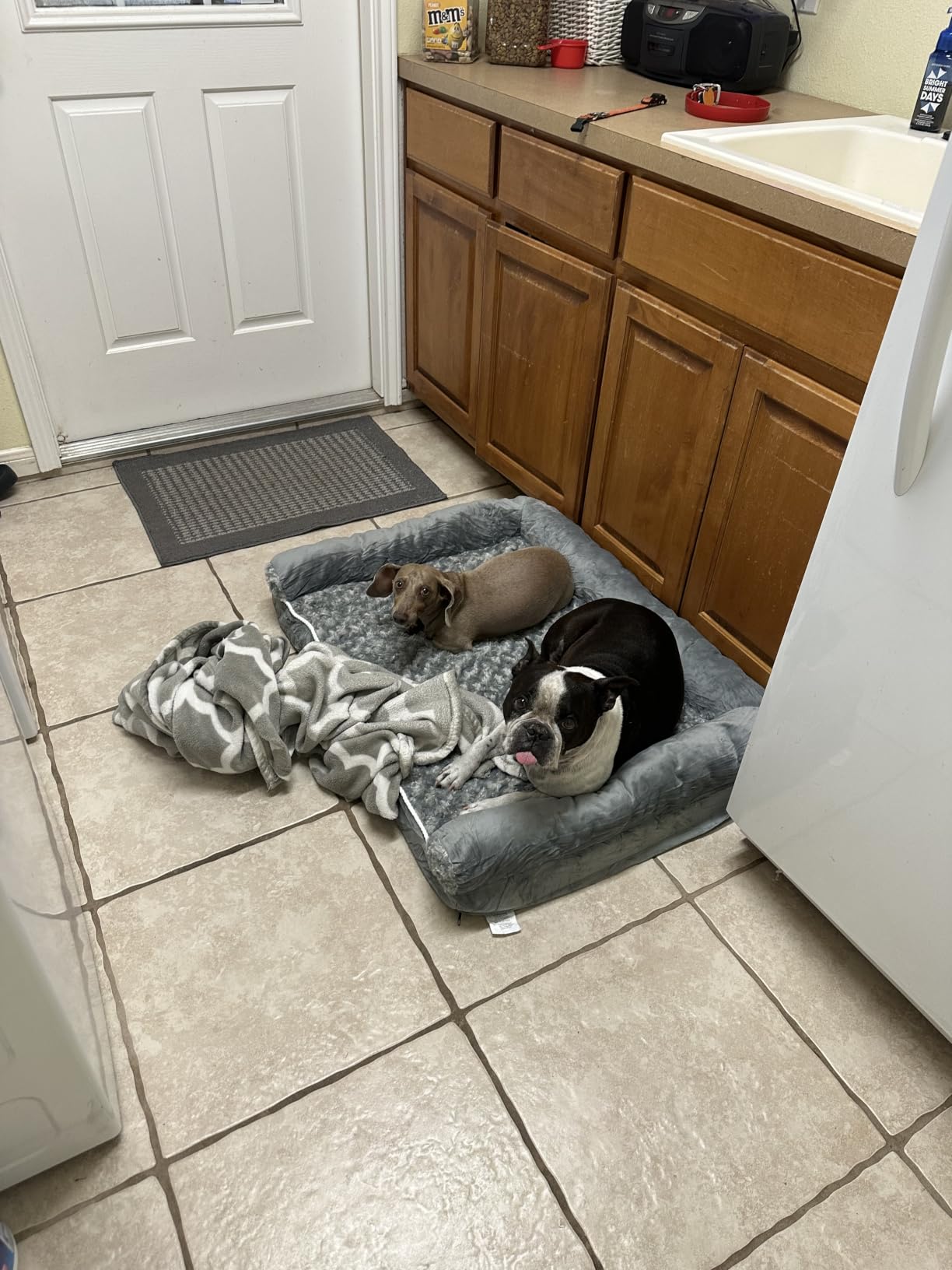 BFPETHOME Orthopedic Washable Large Dog Bed for Senior Dog Comfy Sleep | Waterproof Big Soft Pet Couch Bed for Dogs Relax with Removable Cover Supportive Egg Crate Foam Grey 36x27 Inch customer photo 1