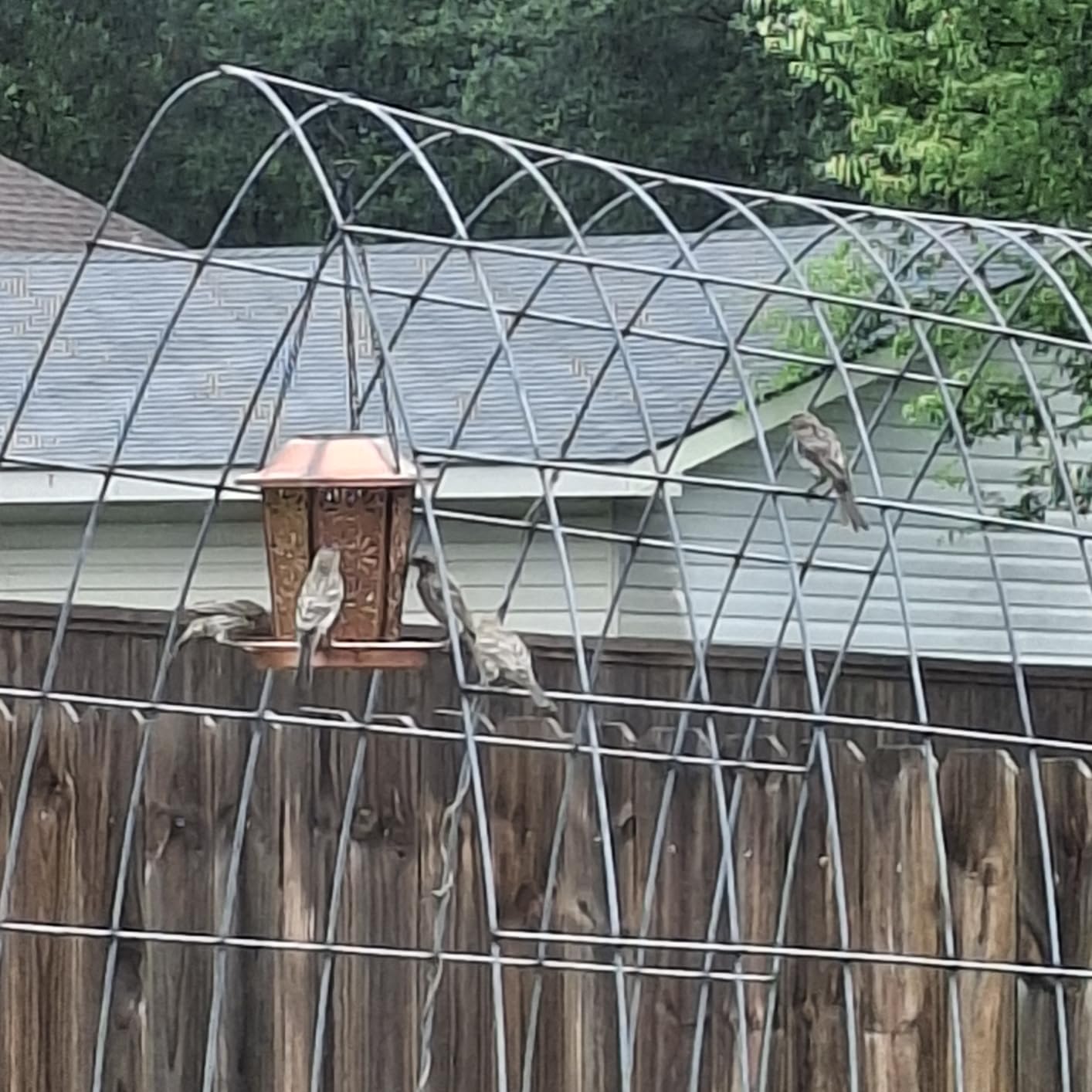 Solar Bird Feeders for Outdoors Hanging - Premium Grade Metal Bird Feeder, Chew-Proof, Weather and Water Resistant Wild Bird feeders, Outside and Garden Decoration-New customer photo 2