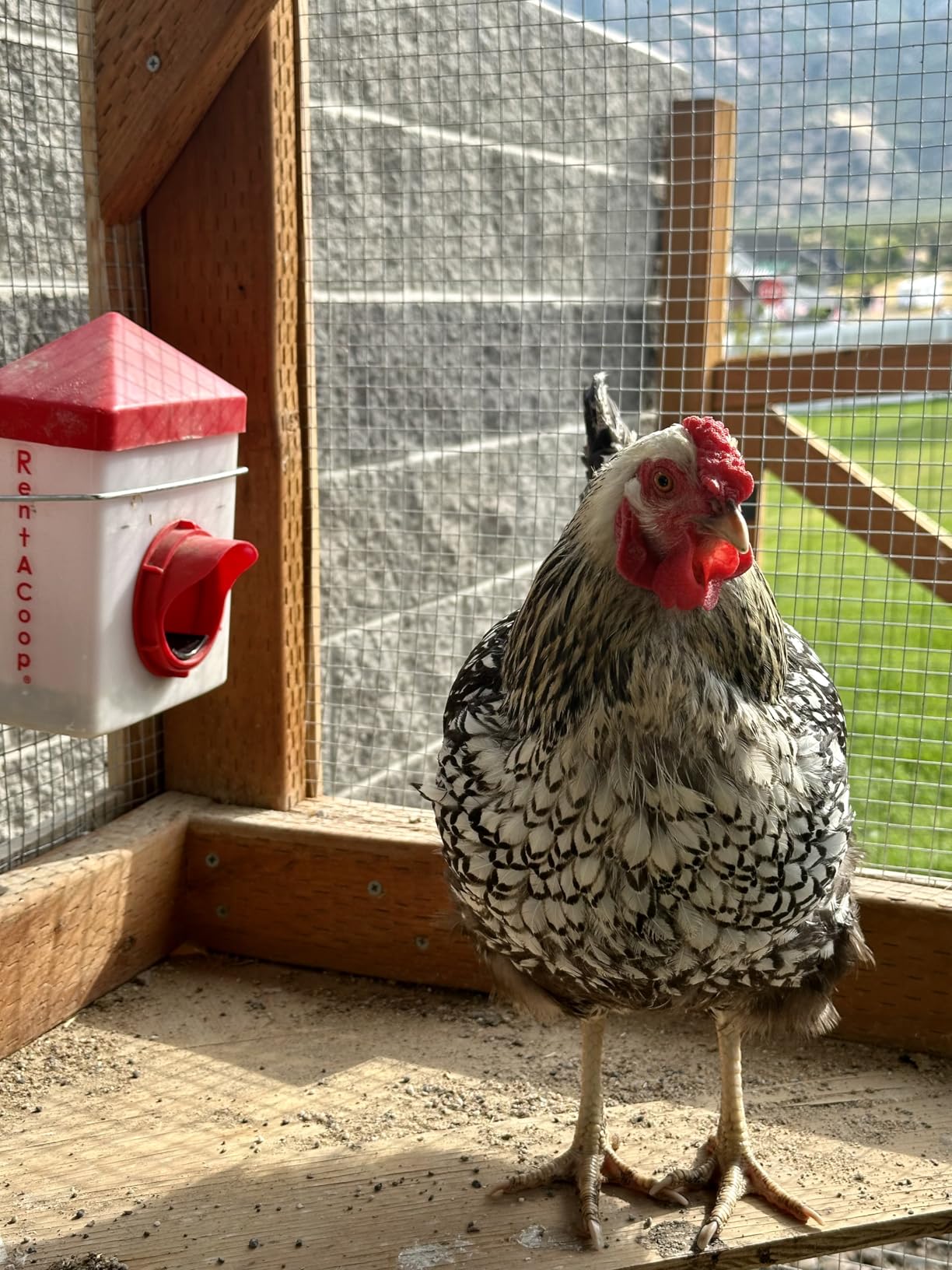 RentACoop Chick2Chicken 2.5lb BPA-Free Single-Port No-Waste Chicken Feeder customer photo 1