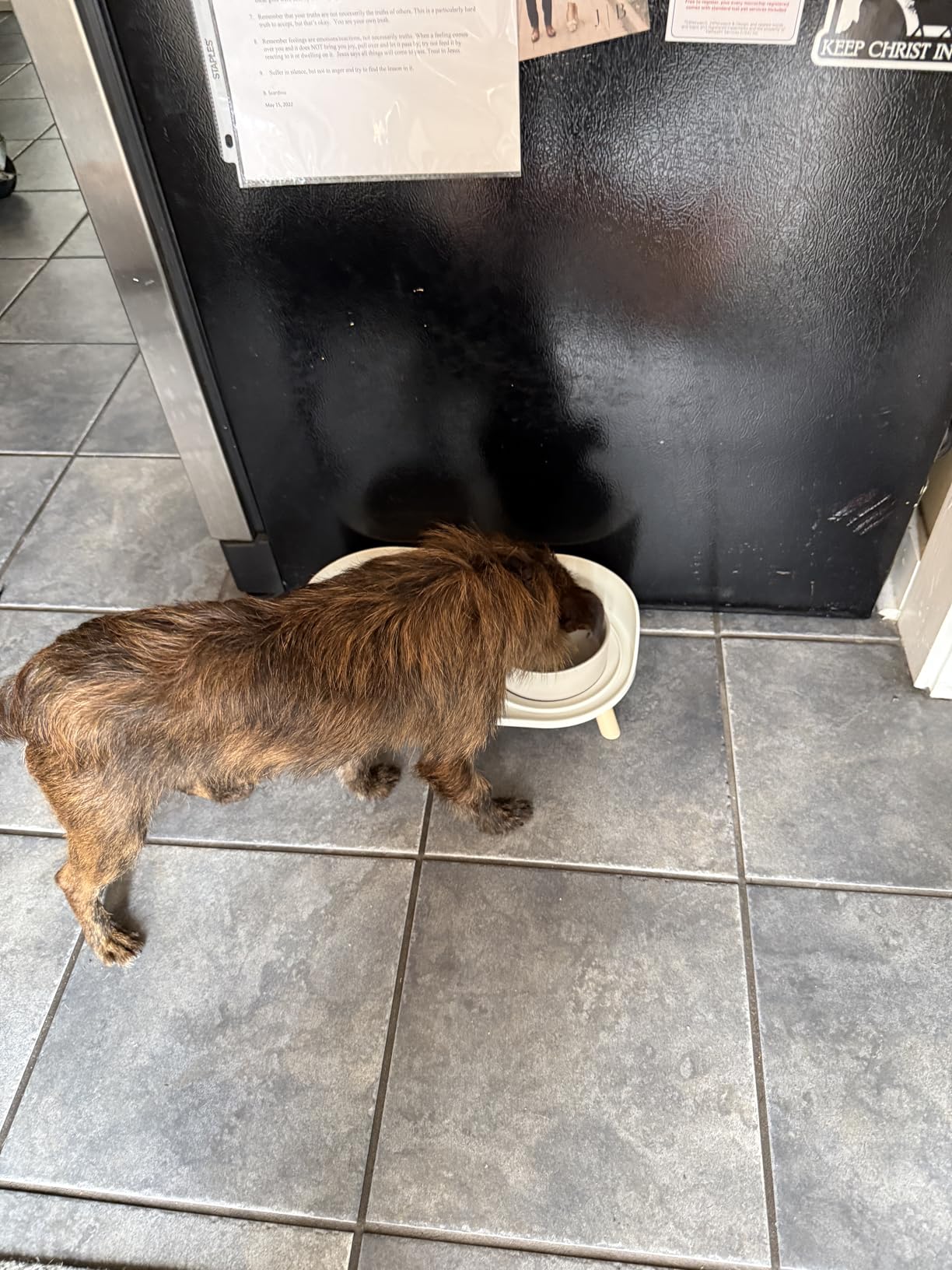 Elevated Ceramic Dog Bowl Set - Double Dog Feeding Bowls with Stand Splash Proof - Raised Dishes for Food and Water - Ideal for Small to Medium Dogs - 2 x 720 ml - 11.3 oz - White customer photo 1