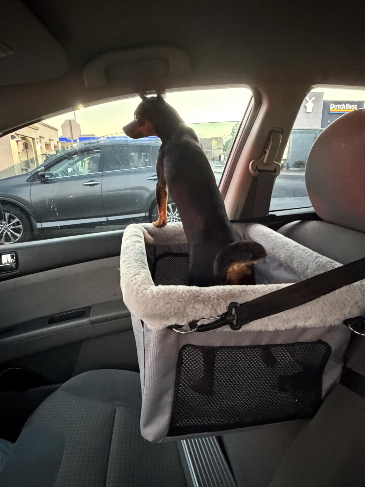 JOEJOY Deluxe Dog Booster Seat with Sturdy Metal Frame and Safety Leash for Small Pets up to 20 lbs - Portable Puppy Dog Car Seat with Thick Cushion and Storage Pockets for Small Dogs customer photo 1