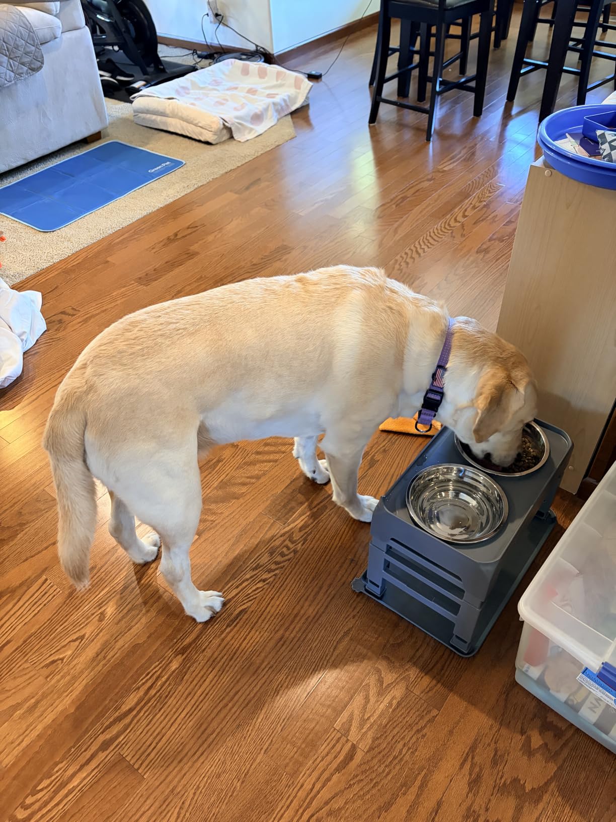 COMESOON Elevated Dog Bowls, 4 Height Adjustable Raised Bowl Stand with 2 Thick 50oz Stainless Steel Food Bowls Non-Slip Feeder Adjusts to 3.7'', 9.2'', 10.75'', 12.36'' Black, (DB-W01) customer photo 1