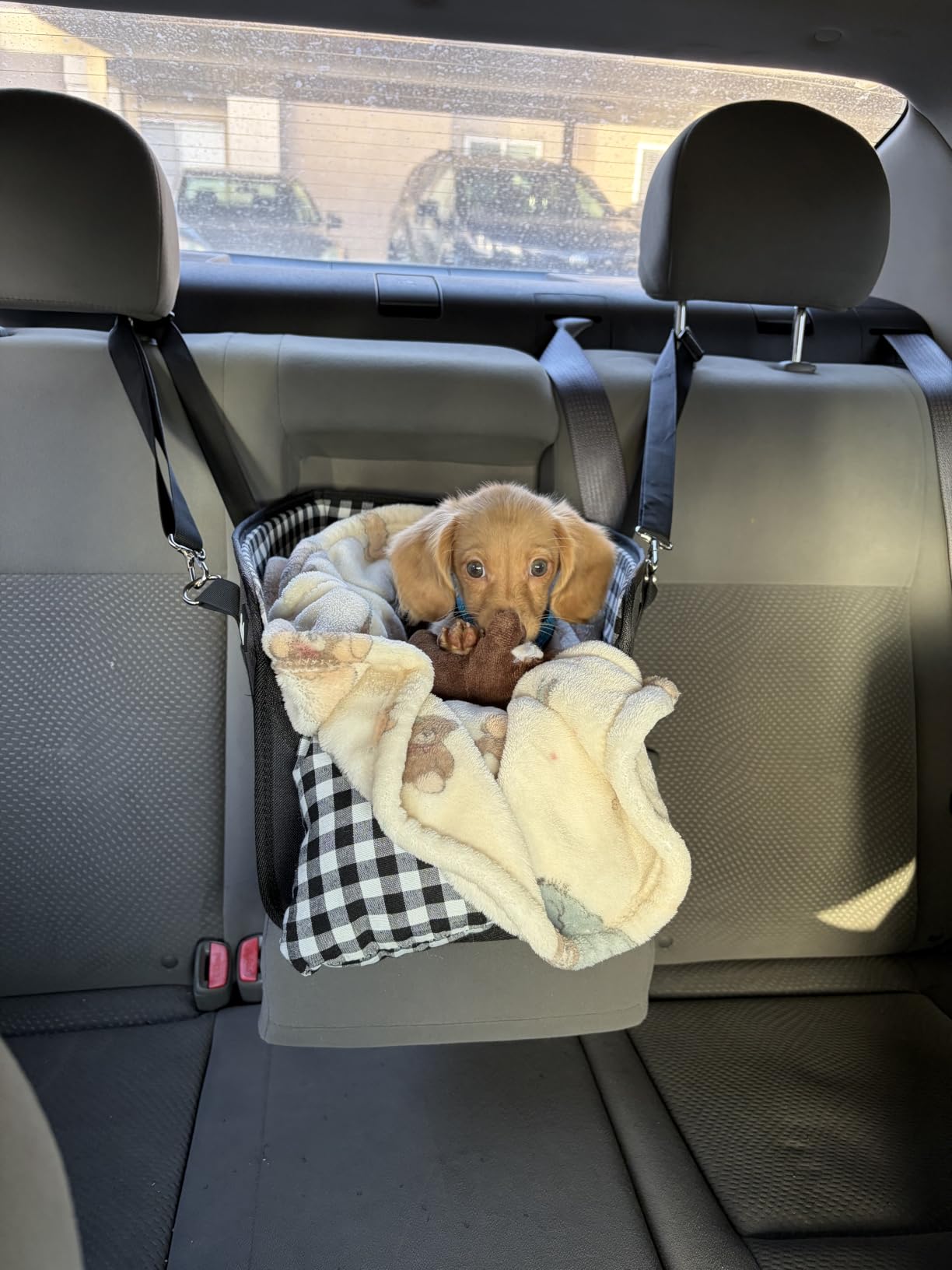 SlowTon Console Dog Car Seat, Dog Booster Seat for Small Dogs Under 11lbs customer photo 2