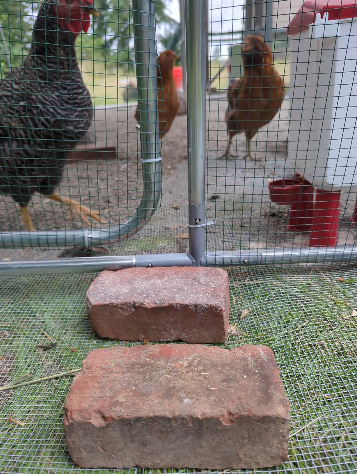 Quictent Large Metal Chicken Coop Run for 30+ Poultry w/Metallic Perch customer photo 2