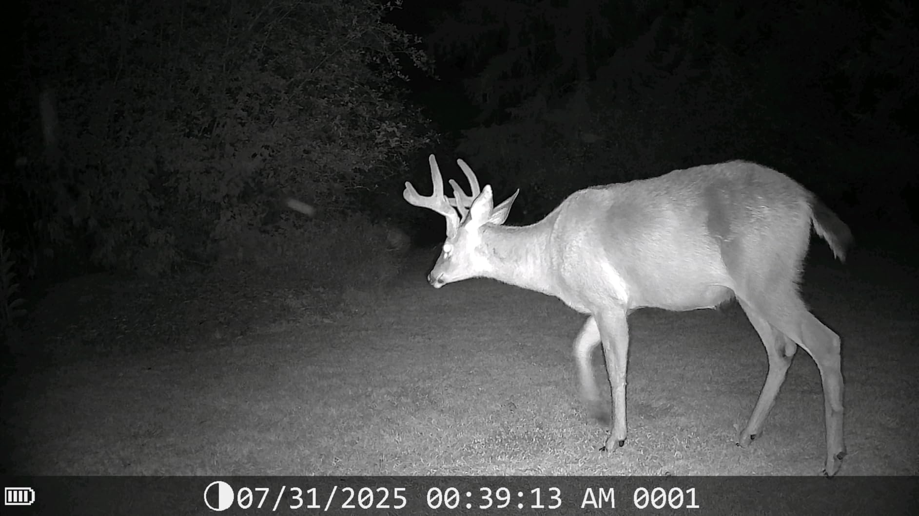 DEATTI Trail Camera 48MP 4K Game Camera with 8 Batteries 32GB SD Card,WiFi Bluetooth Connection,Trail Cameras with Night Vision Motion Activated Waterproof for Wildlife Deer Outdoor 0.1s Trigger Time customer photo 1
