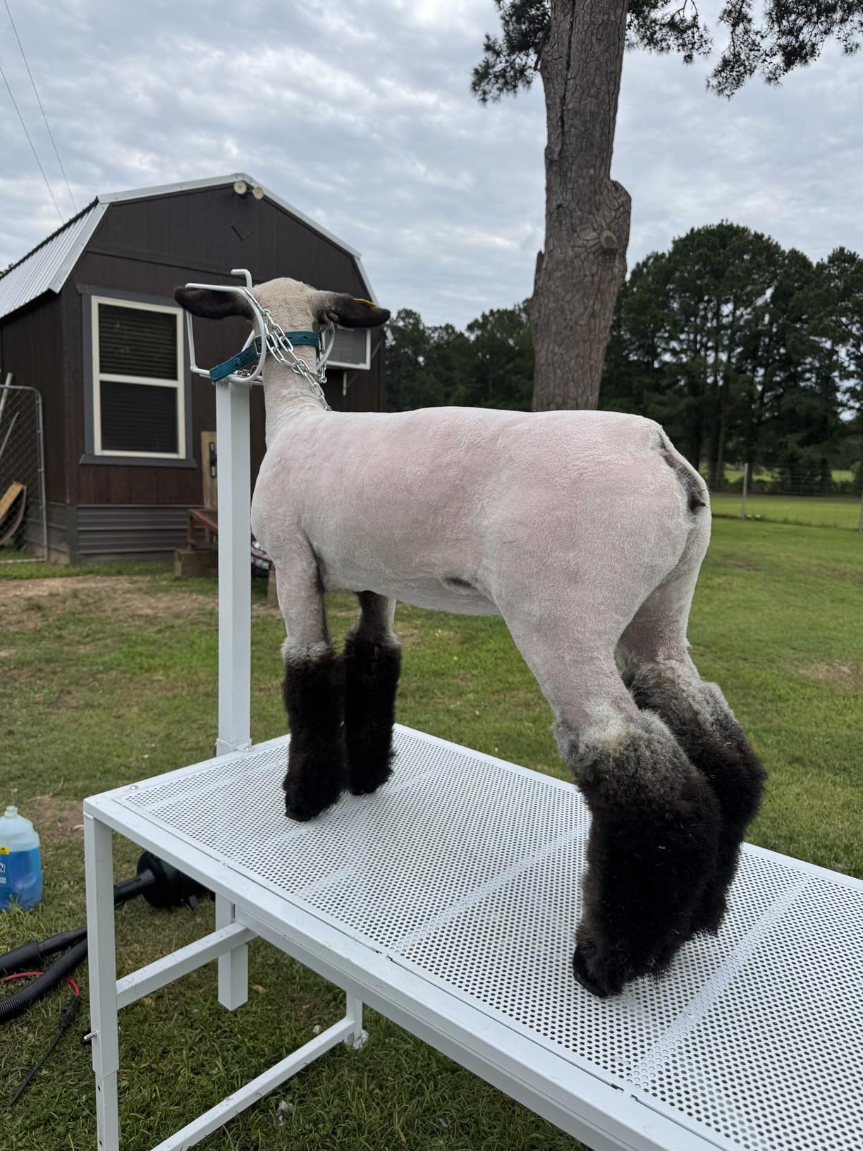 VEVOR Goat Milking Stand - 47x23 inch Metal Livestock Shearing Stand, Adjustable Height 21
