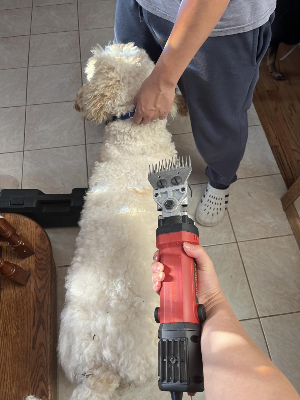 Electric Sheep Shears,600W Upgraded Professional Sheep Clippers,6 Speed Heavy Duty Shearing Clipper,13-Teeth Animal Grooming Clippers for Sheep Alpacas Goats and Thick Coat Animals customer photo 2