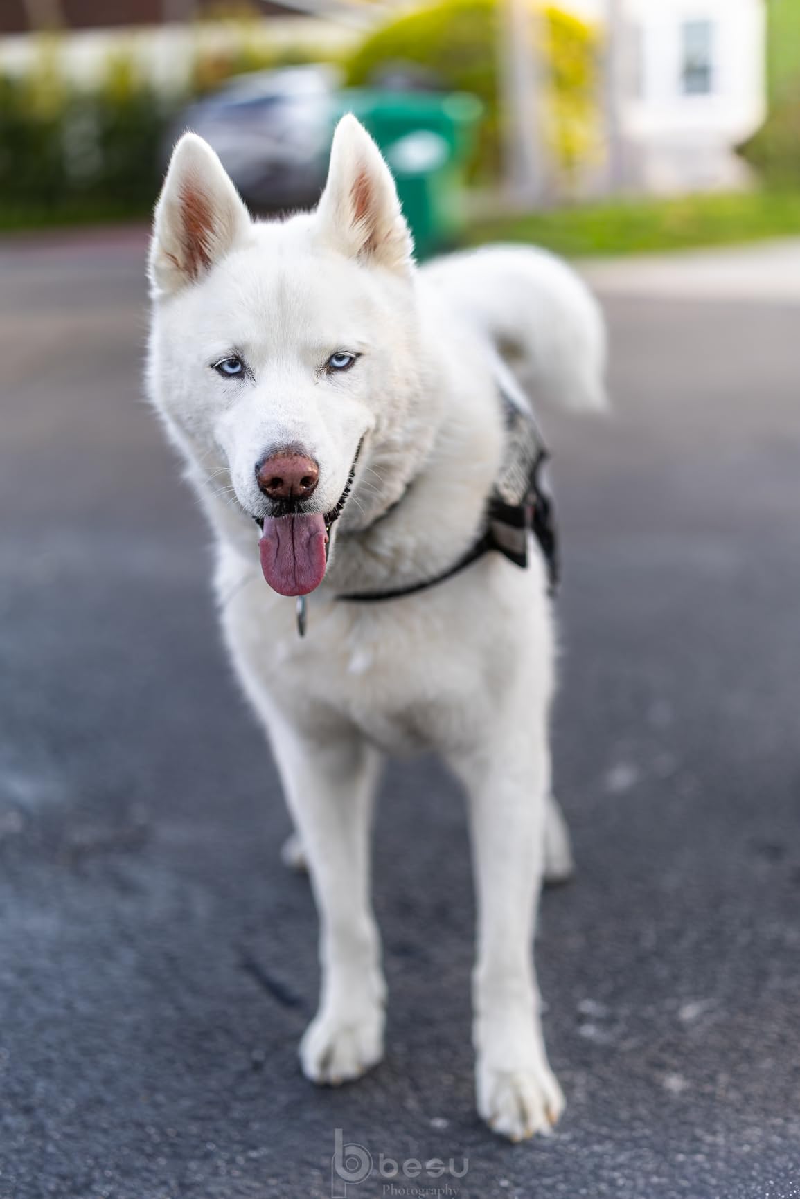 Canon RF50mm F1.4 L VCM customer photo 1