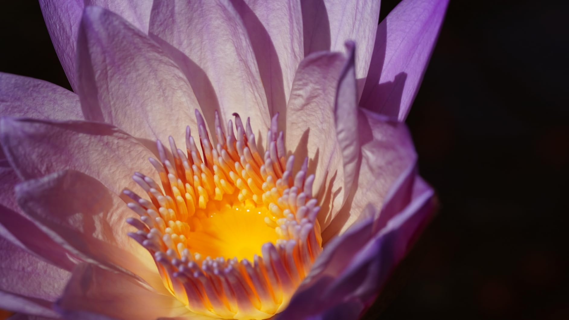 Tamron 90mm F/2.8 Di III VXD 1:1 Macro customer photo 1