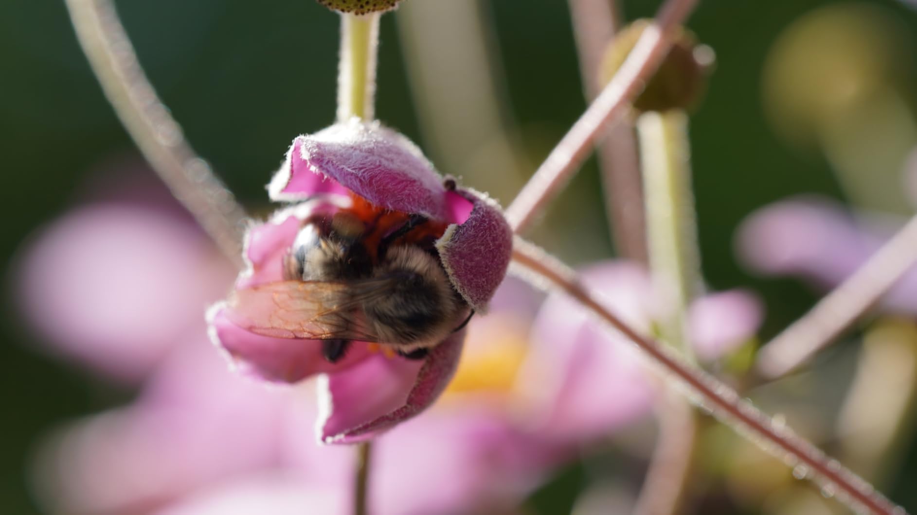 Tamron 90mm F/2.8 Di III VXD 1:1 Macro customer photo 2
