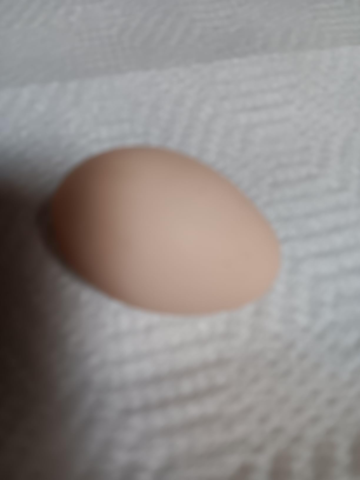 GoodEgg Enzyme Egg Wash Cleaning Solution, Foaming Spray Pump, Refillable customer photo 1