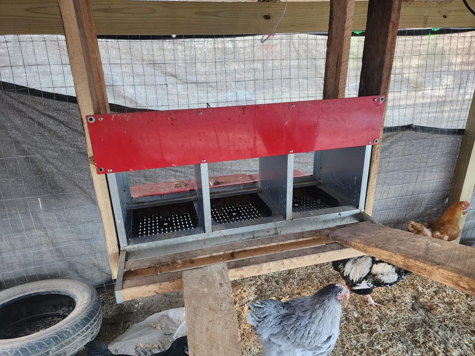 RentACoop Metal Chicken Nesting Box, Roll Out Reversible, 3 Compartments customer photo 2