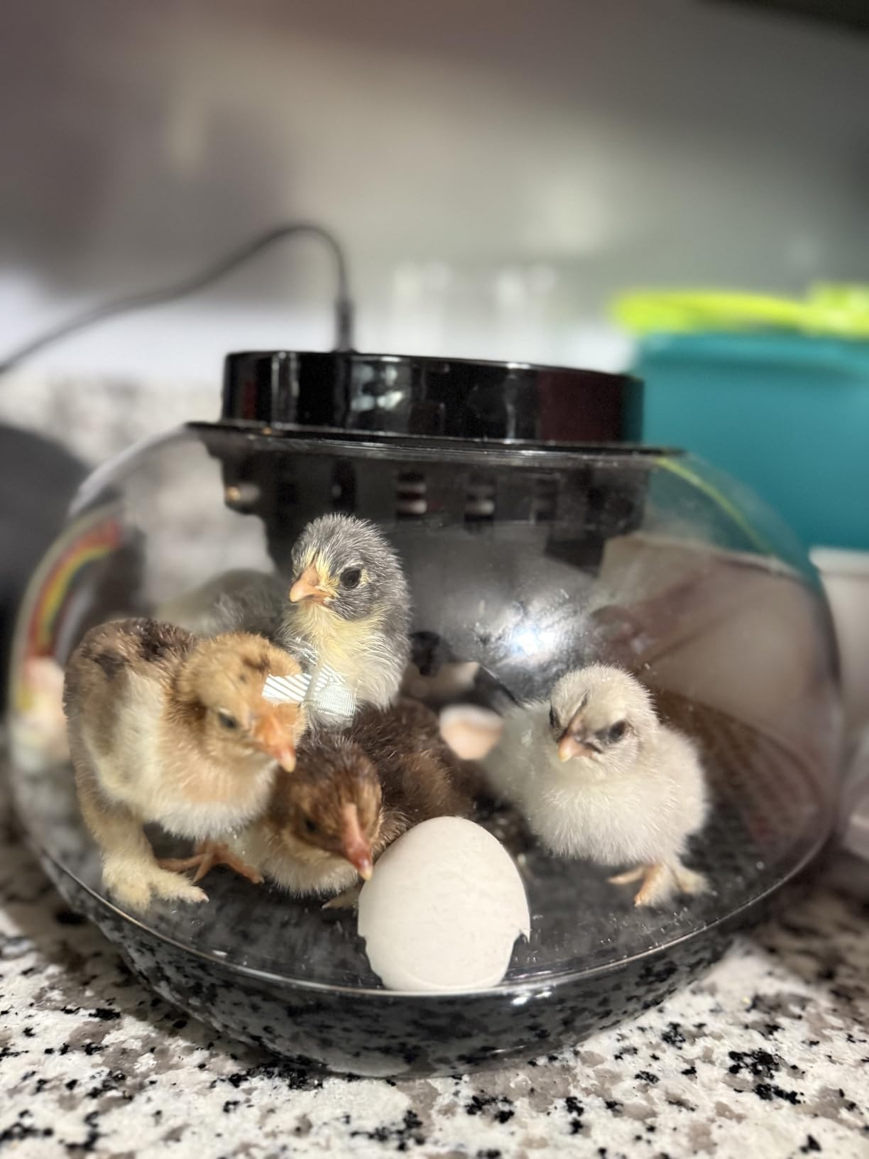 Incubators for Hatching Eggs 12 Egg Incubator with Automatic Egg Turning and Humidity Control,Egg Candler,Auto Water Replenishment,for Chicken Eggs and Quail Egg M12H customer photo 1