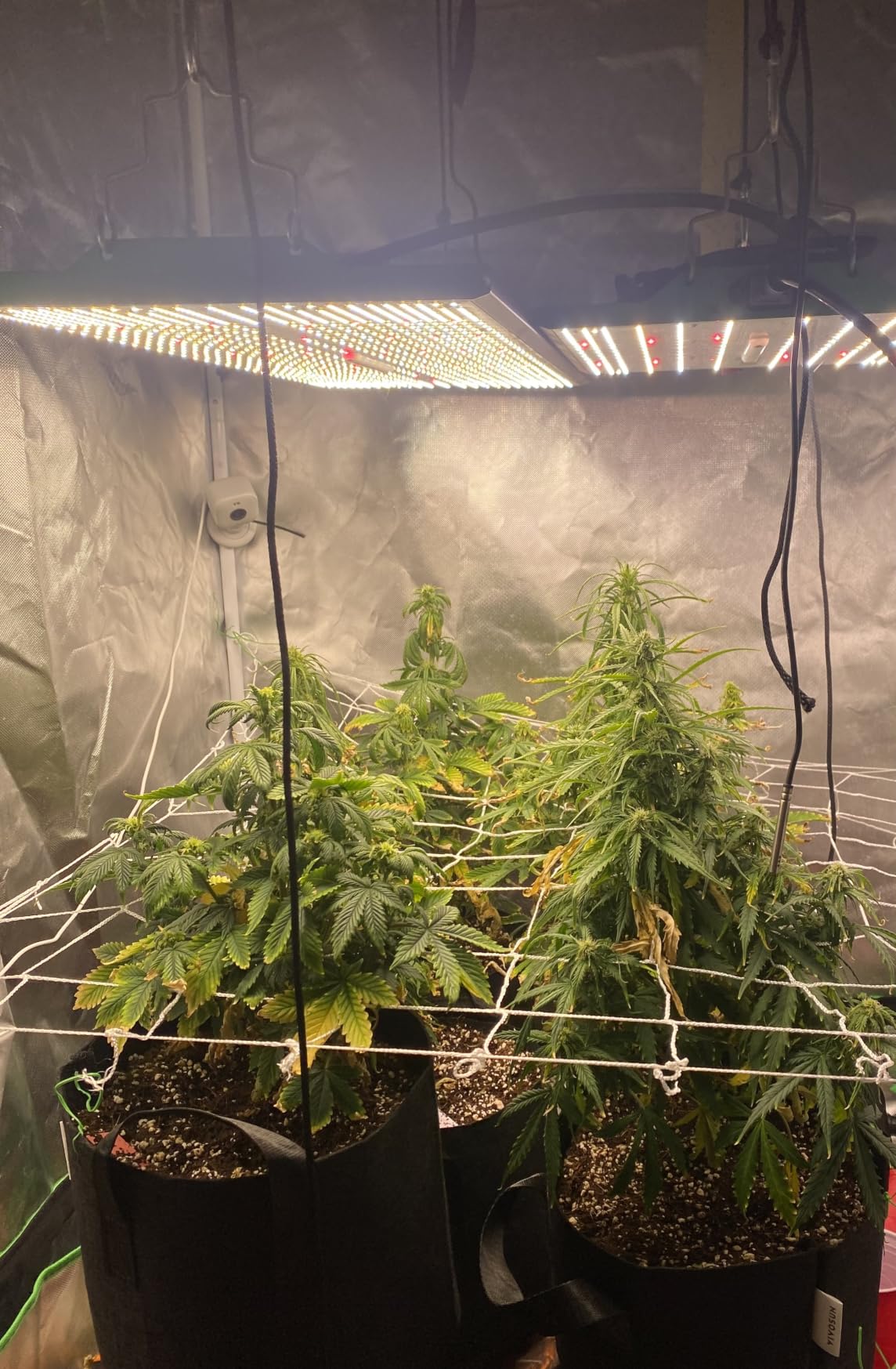 70 Watt Grow Light, Dimmable Plant Light, LED Grow Lights for Indoor Plants customer photo 2