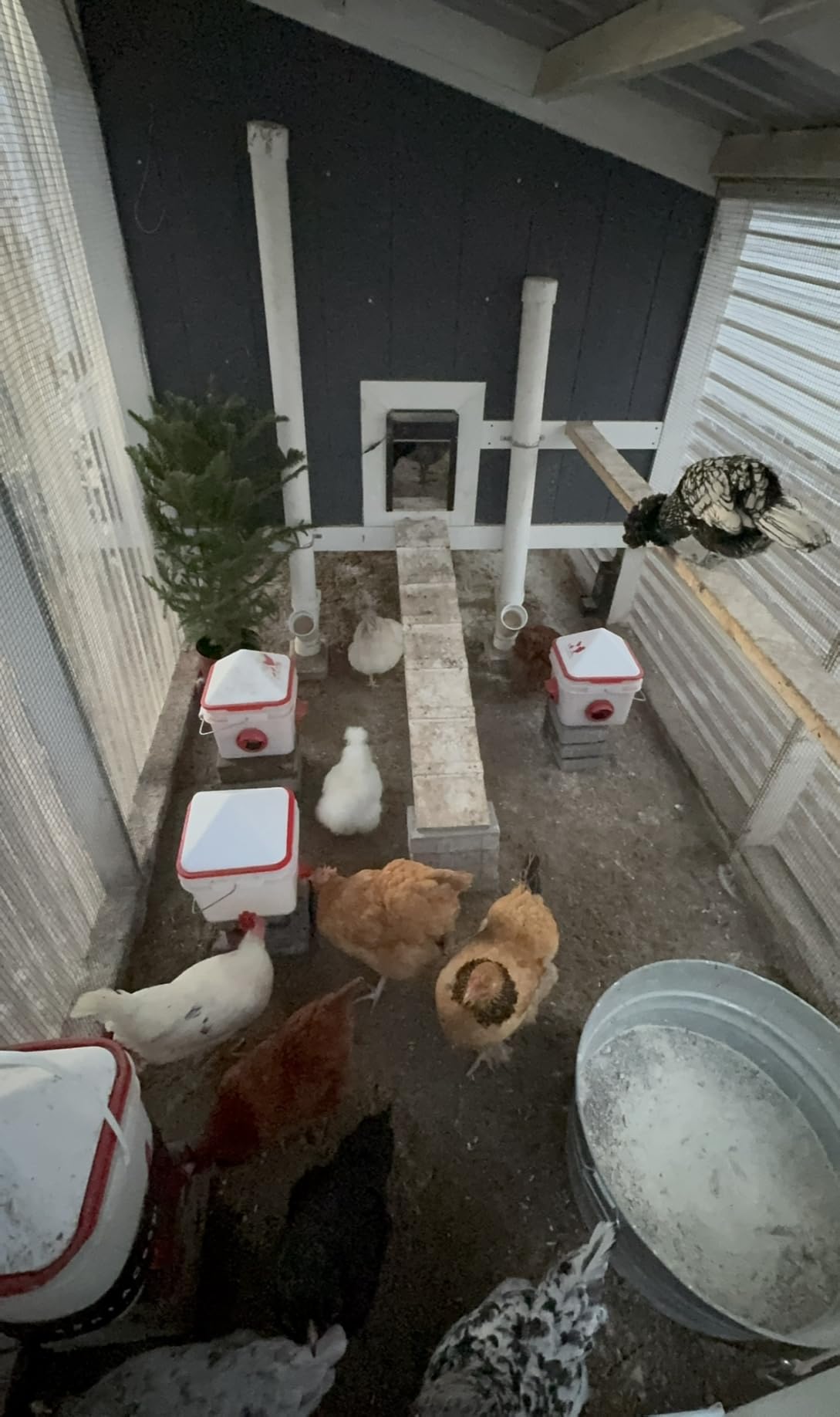 RentACoop LG Thermo Bucket Belt Chicken Waterer Heater with Insulated Wrap customer photo 2