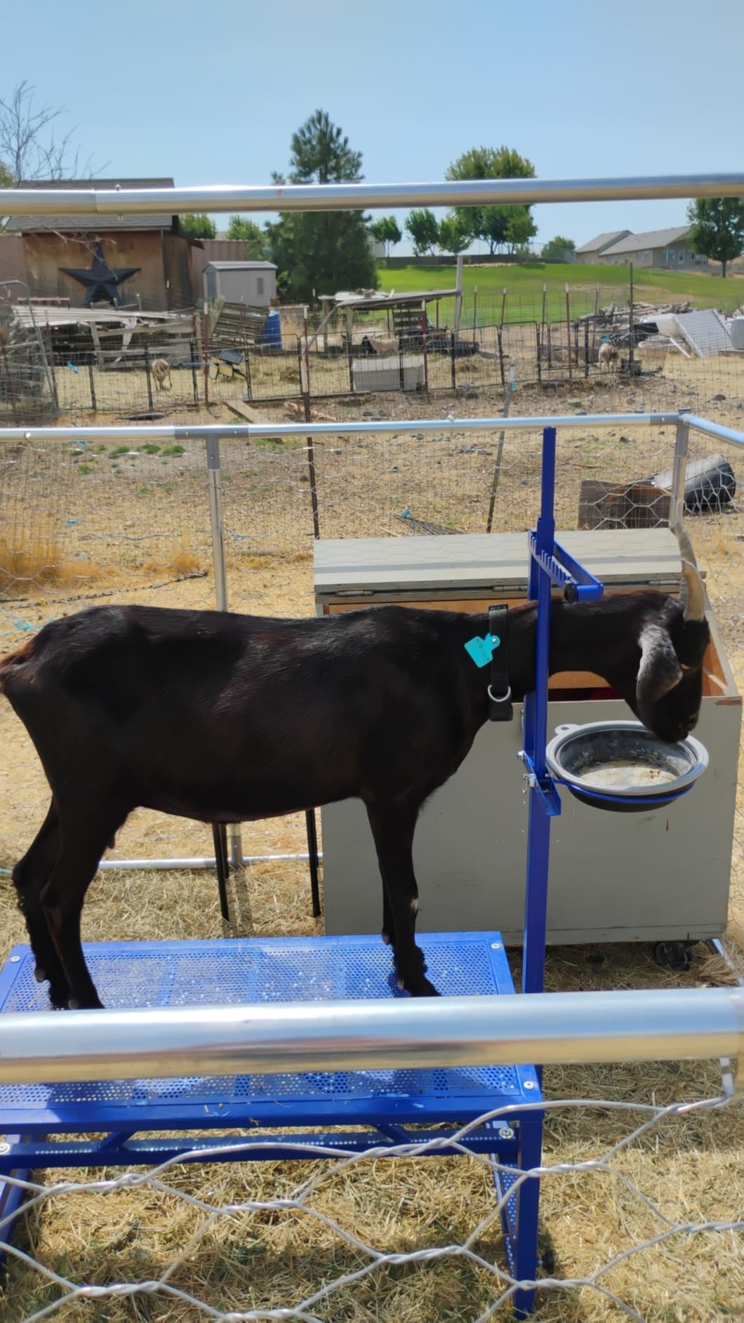 600 Lbs Goat Milking Stand with Feed Bin, Heavy Duty Goat Stand for Milking, Hoof Trimming & Grooming, Adjustable Goat Stanchion for Sheep and Goats, Iron Black customer photo 1