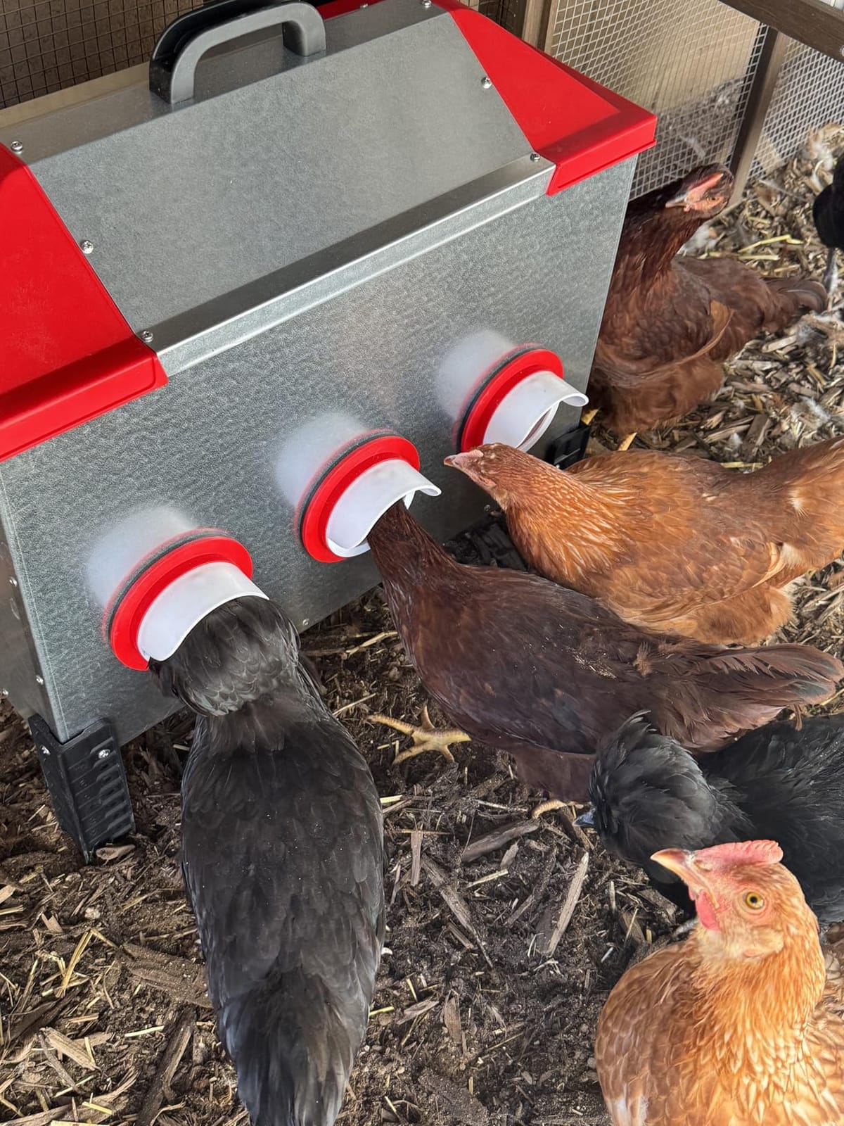 RentACoop 65 lb Large Capacity Chicken Feeder with 6 Ports, Adjustable Legs customer photo 1