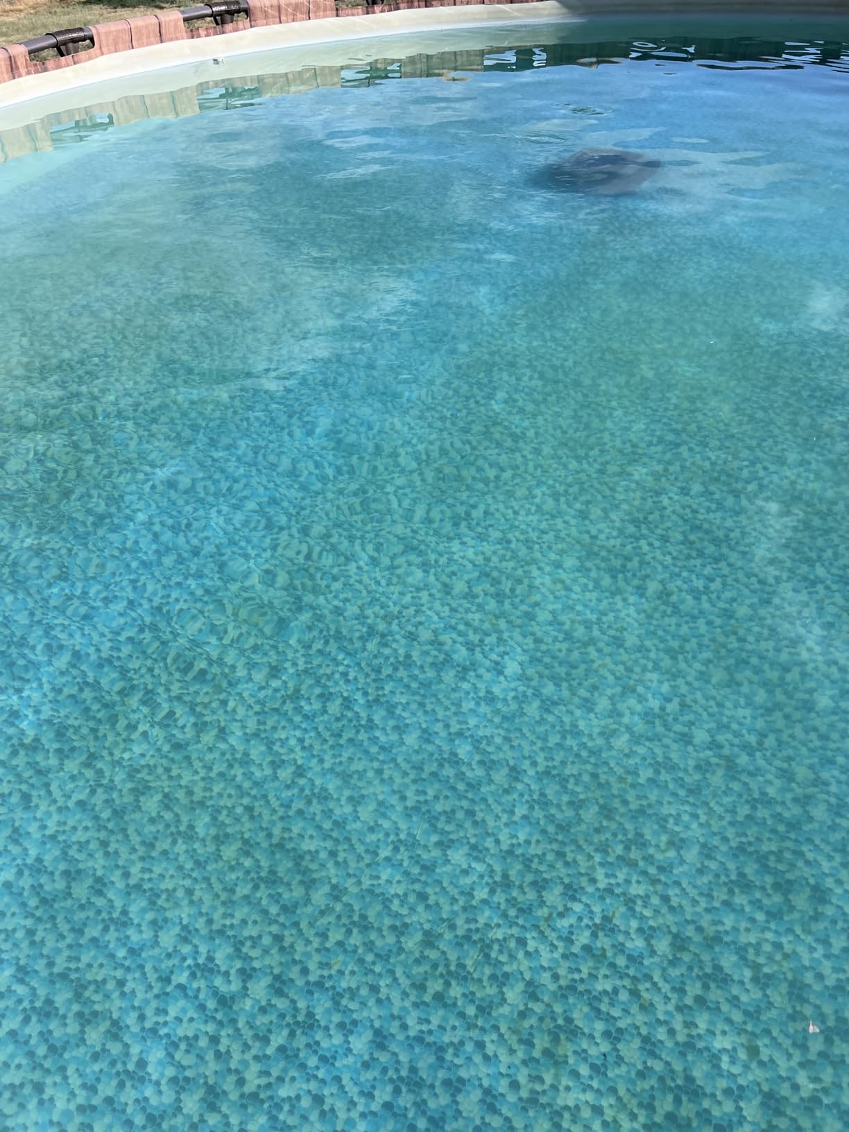 WYBOT C1 Cordless Robotic Pool Vacuum for Inground Pools customer photo 1