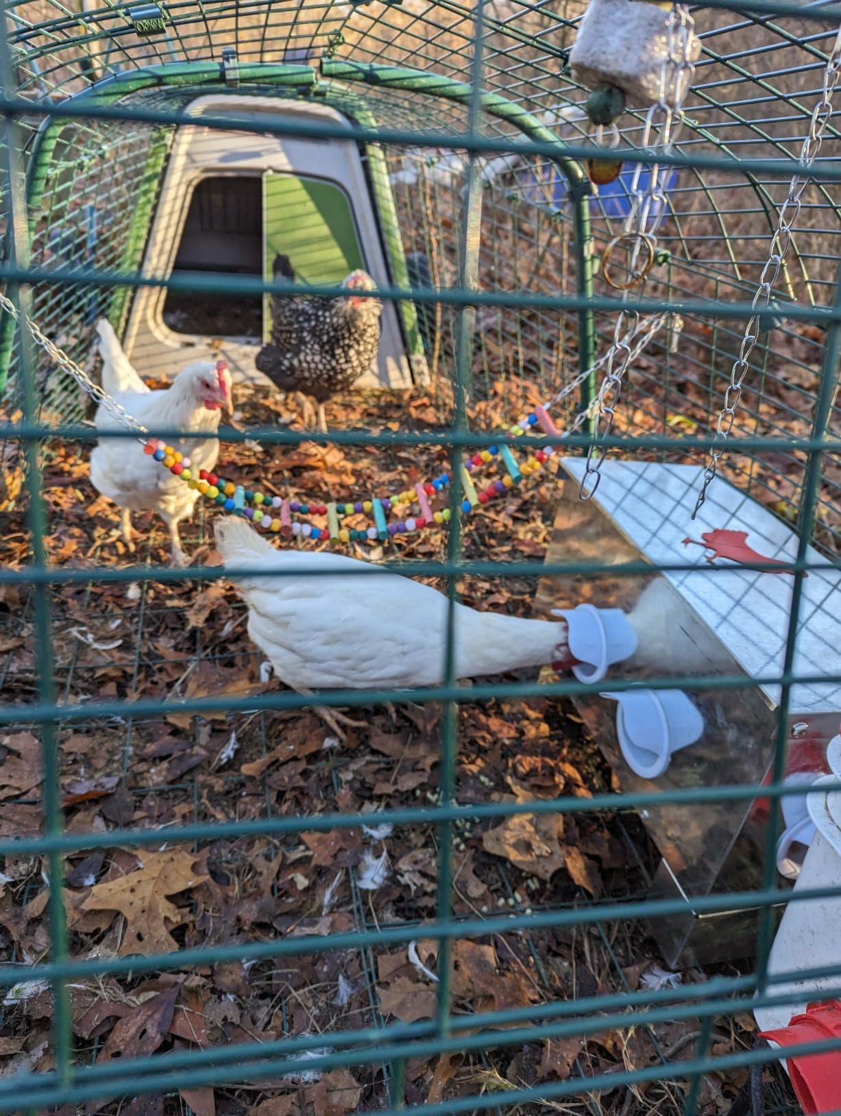 100lb Capacity Automatic Chicken Feeder customer photo 2