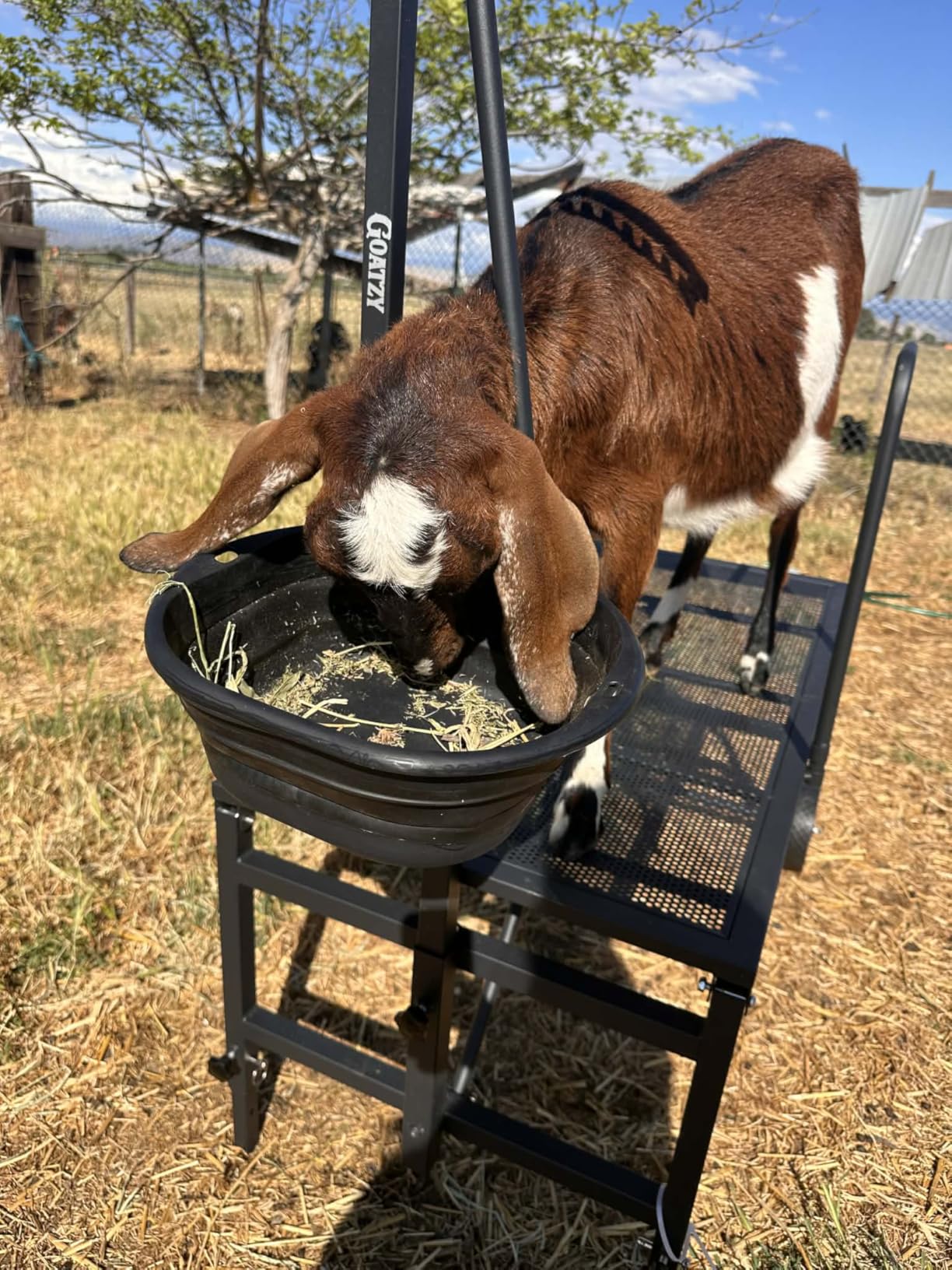 Goat Stand with Adjustable Headpiece & Legs, Goat Milking Stand with Feeder, Rails & Wheels, Stanchion for Grooming & Hoof Trimming, Sheep Stand for Shearing Heavy-Duty Steel Platform, Black customer photo 2