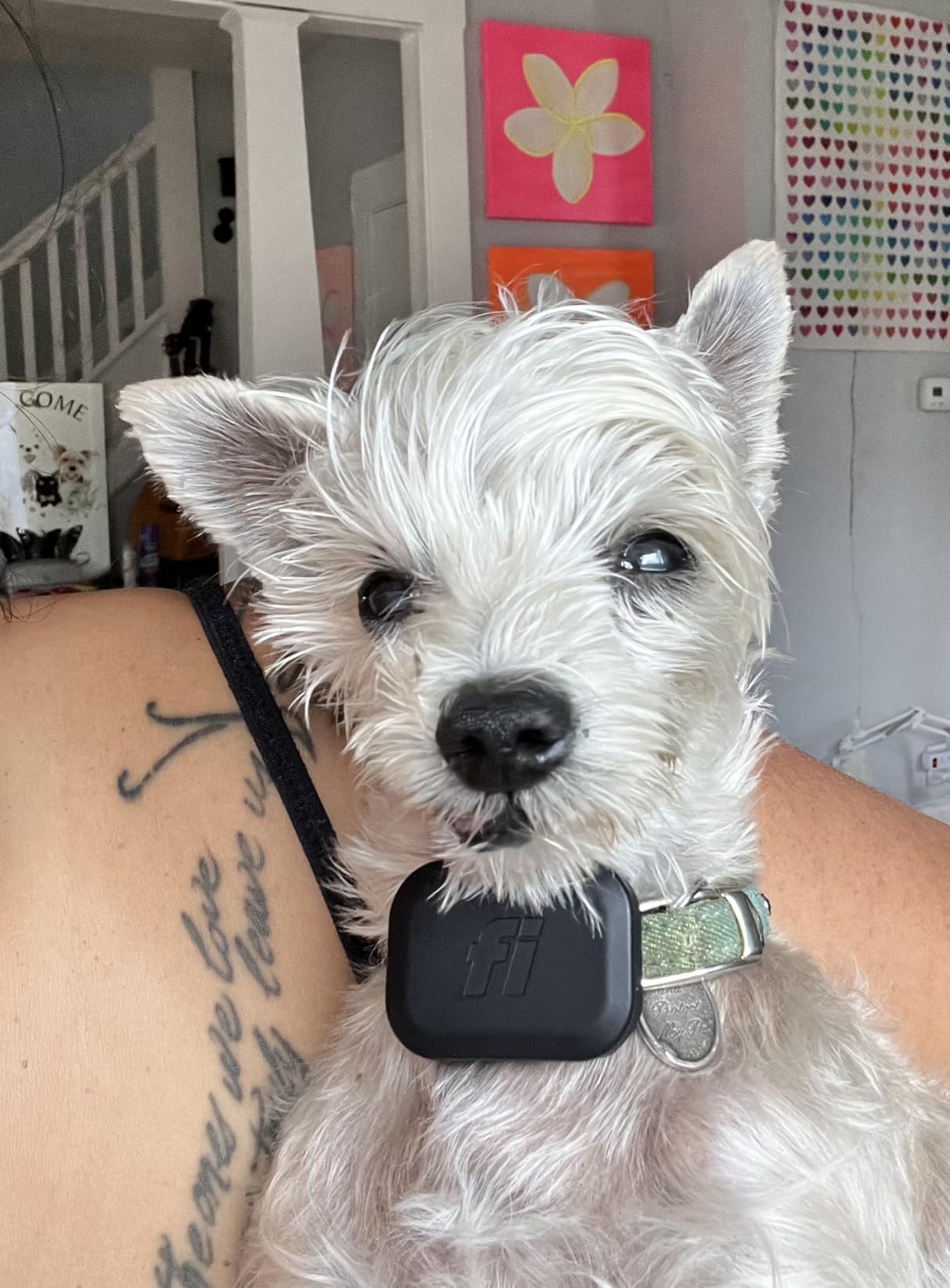 Fi Mini Attachable GPS + Health Tracker for Dogs, 12-Month Membership customer photo 1