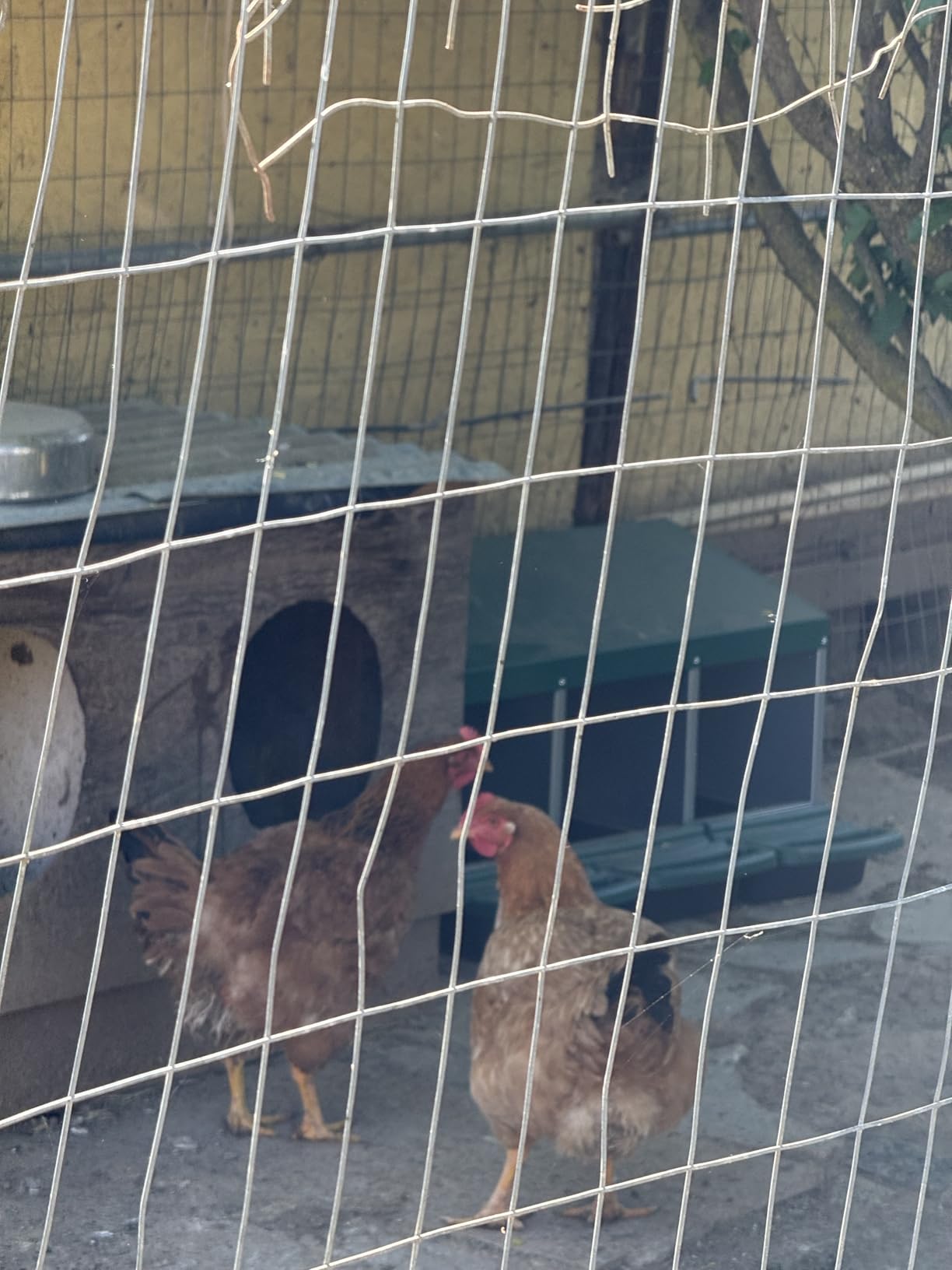 Chicken Nesting Boxes for Laying Eggs, Roll Away Nesting Boxes for Chickens customer photo 1
