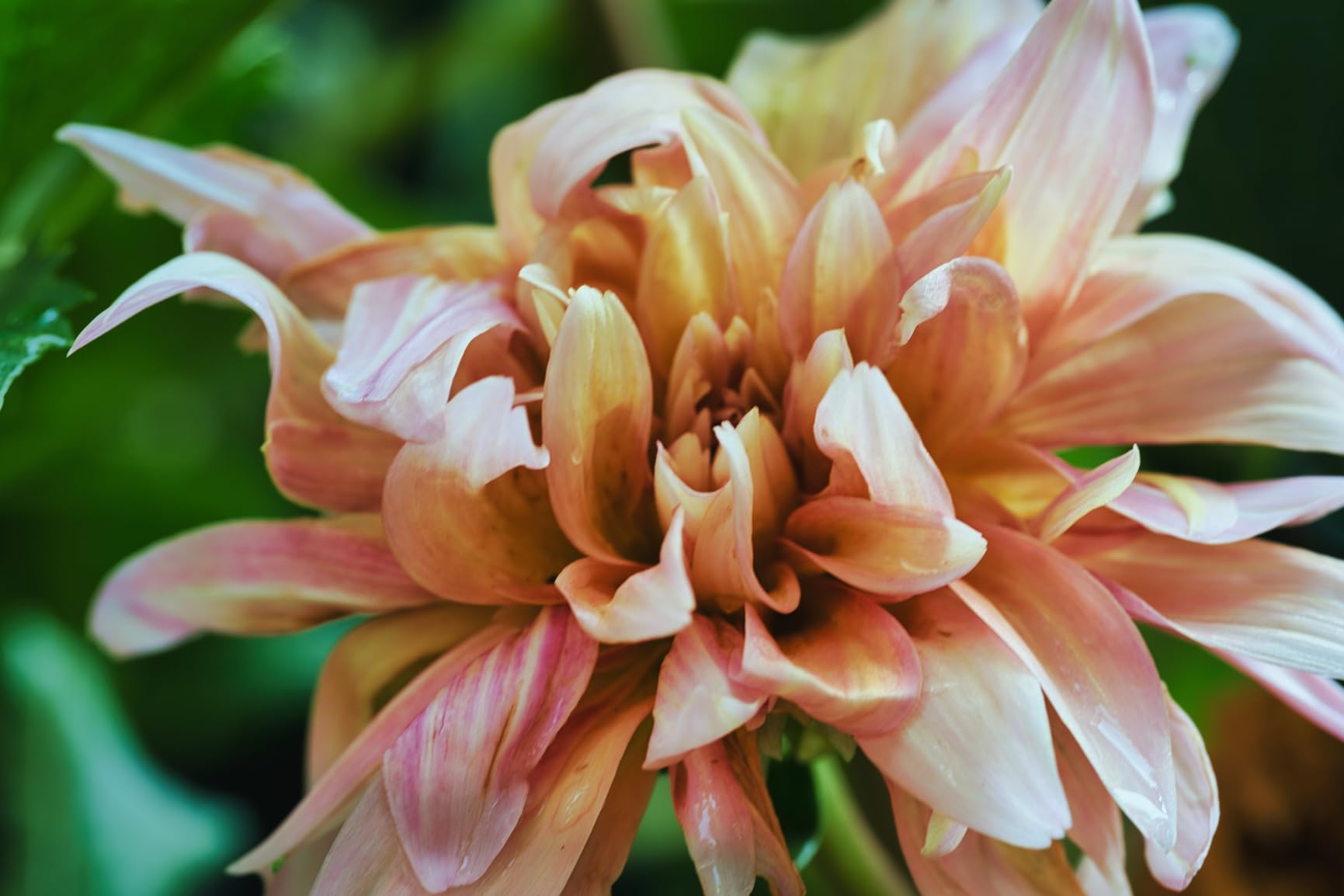Sony FE 100mm F2.8 GM OSS Macro Lens with 1.4X Magnification (Sony E-Mount) customer photo 2