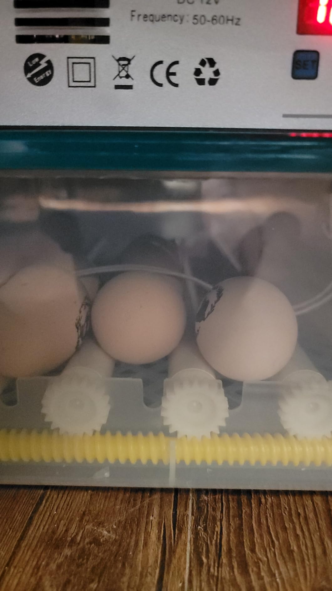 CoInceptus 16 Eggs Incubators for Hatching Eggs, Egg Incubator with Automatic Egg Turning and Temperature Control, Chicken Egg Incubators with Egg Candler for Duck Goose Pigeon Quail customer photo 2