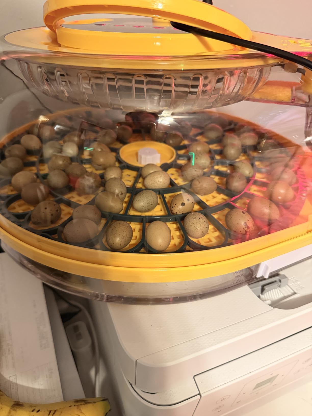Egg Incubator, 26 Chicken/59 Quail Eggs Incubators for Hatching Eggs with Temp & Humidity Control, Auto Egg Turner, Adjustable Hatch Day & Air Vent, Egg Candler, Auto Water Refill, 360° Clear View customer photo 2