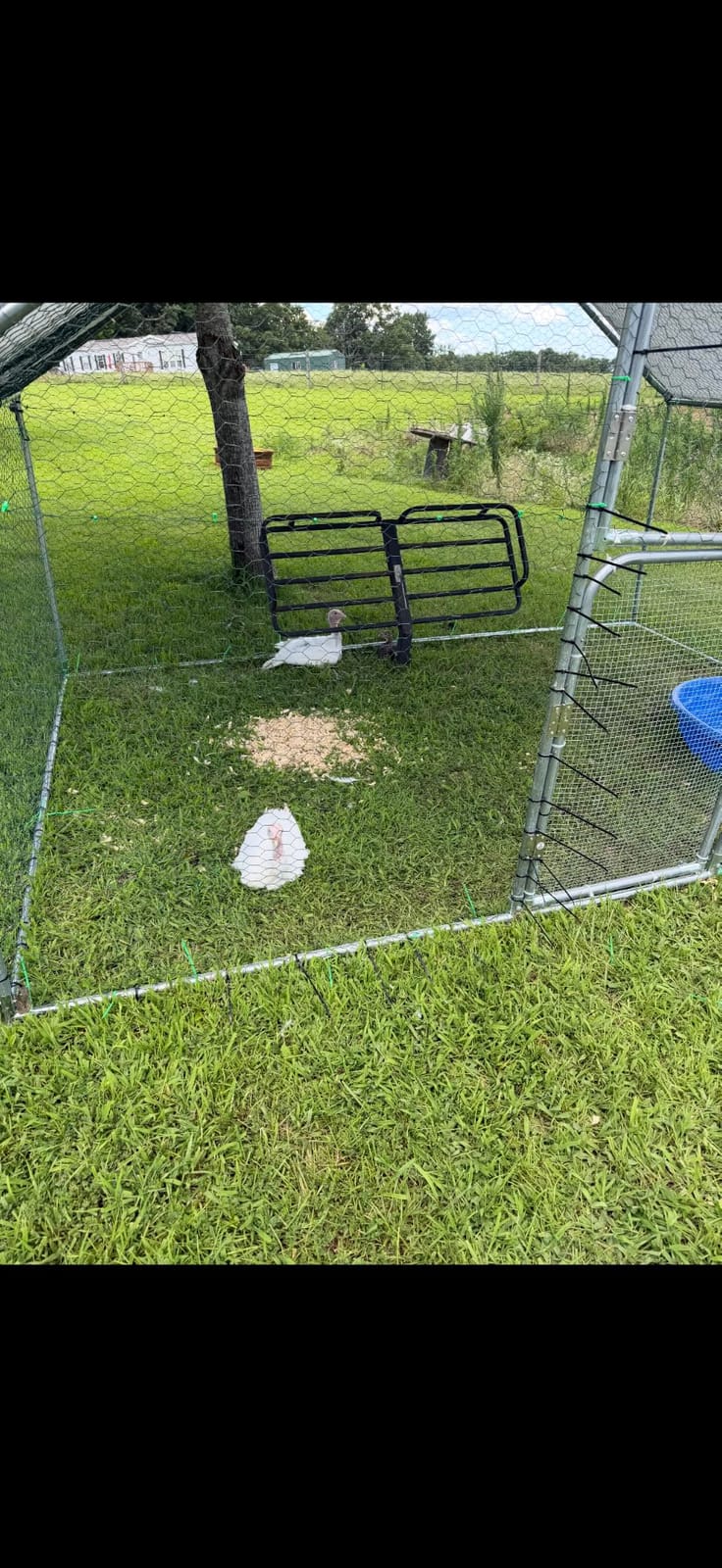 UDPATIO Large Metal Chicken Coop Walk in– Heavy Duty Outdoor Poultry Run with Protective Cover for 15-25 Chickens, Ducks, or Rabbits | Predator-Proof & Weather-Resistant customer photo 1