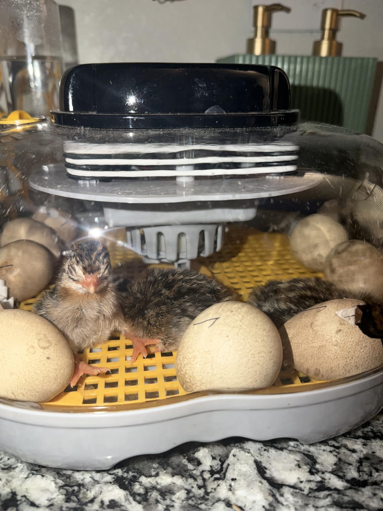 Egg Incubators for Hatching Eggs, 12 Chicken or 30 Quail Eggs Incubator customer photo 1