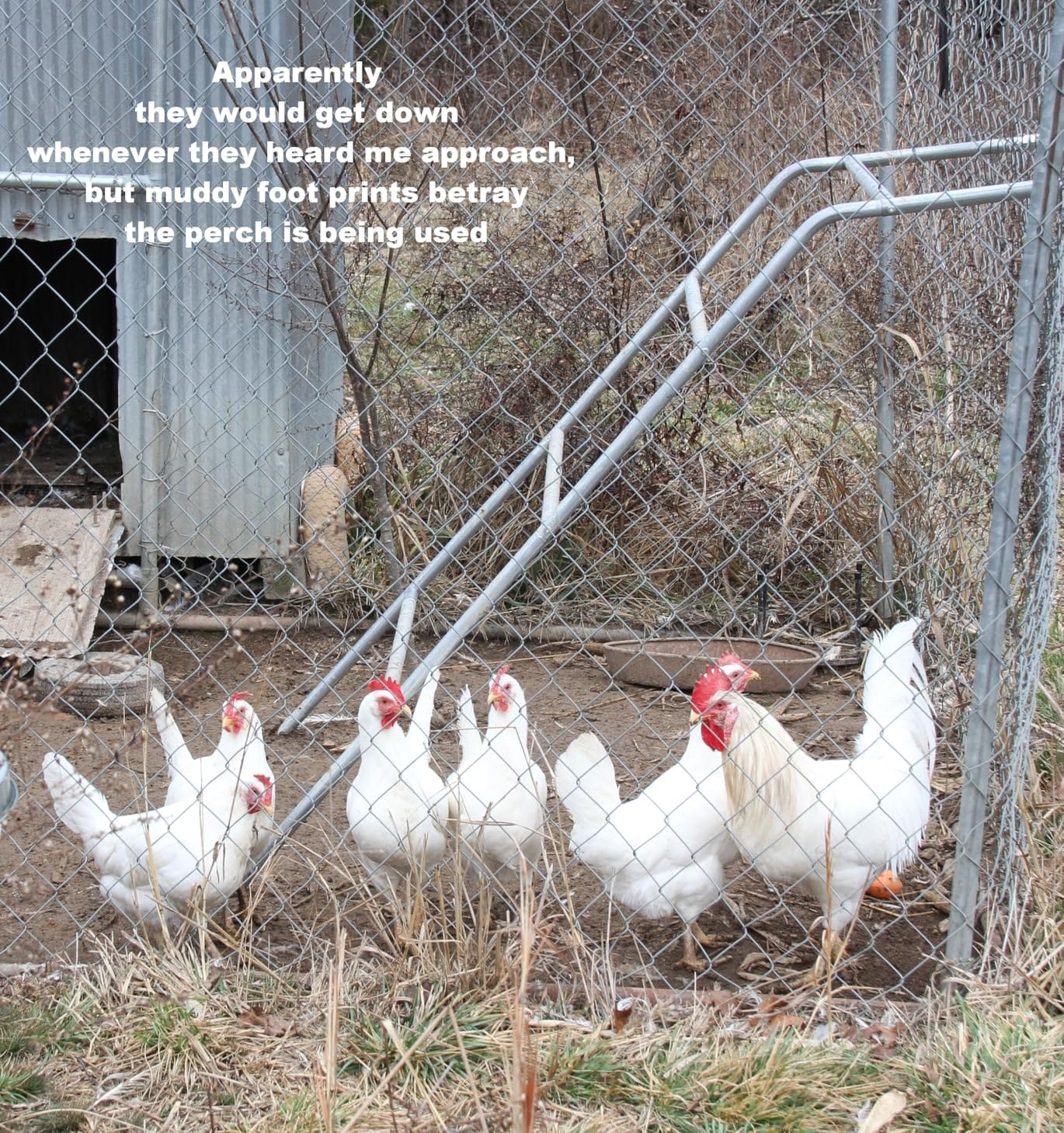 Quictent 18x9x6.6ft Large Metal Chicken Coop Run with Hardware Cloth customer photo 1
