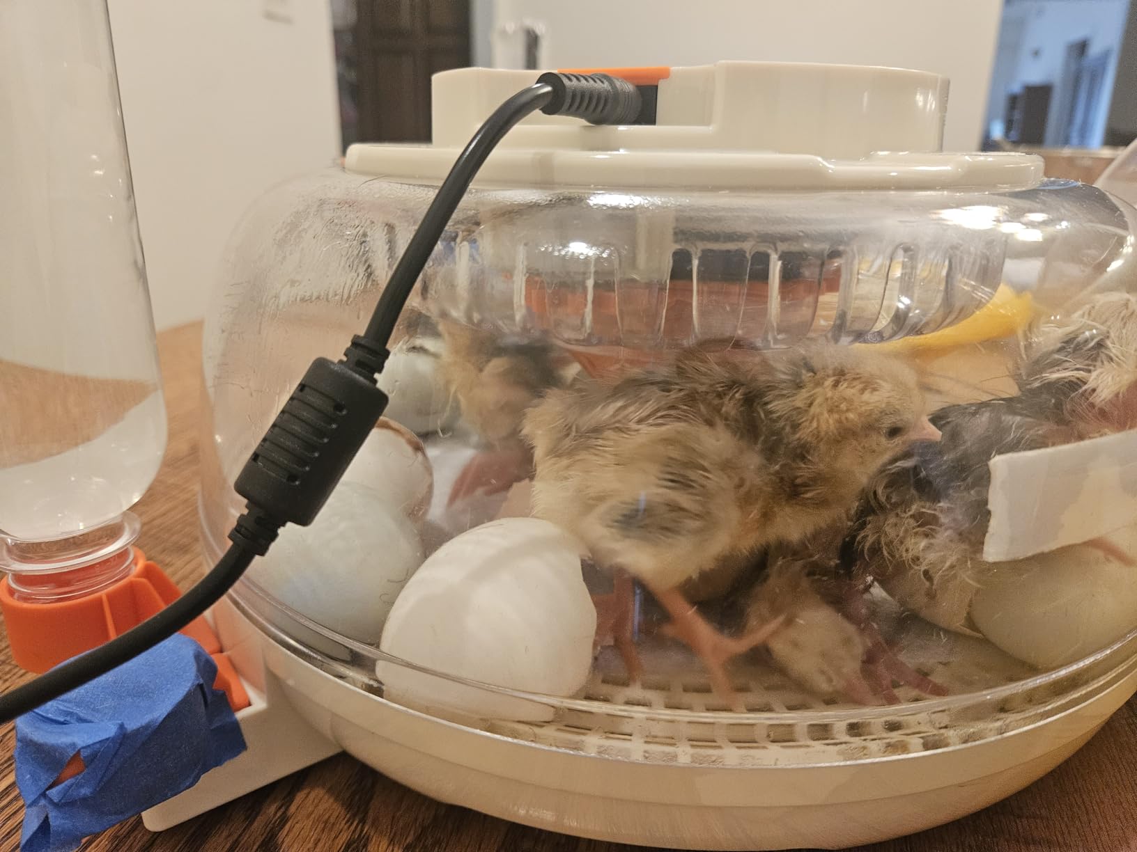 Sailnovo 12 Egg Incubators for Hatching Egg with Auto Humidification customer photo 2